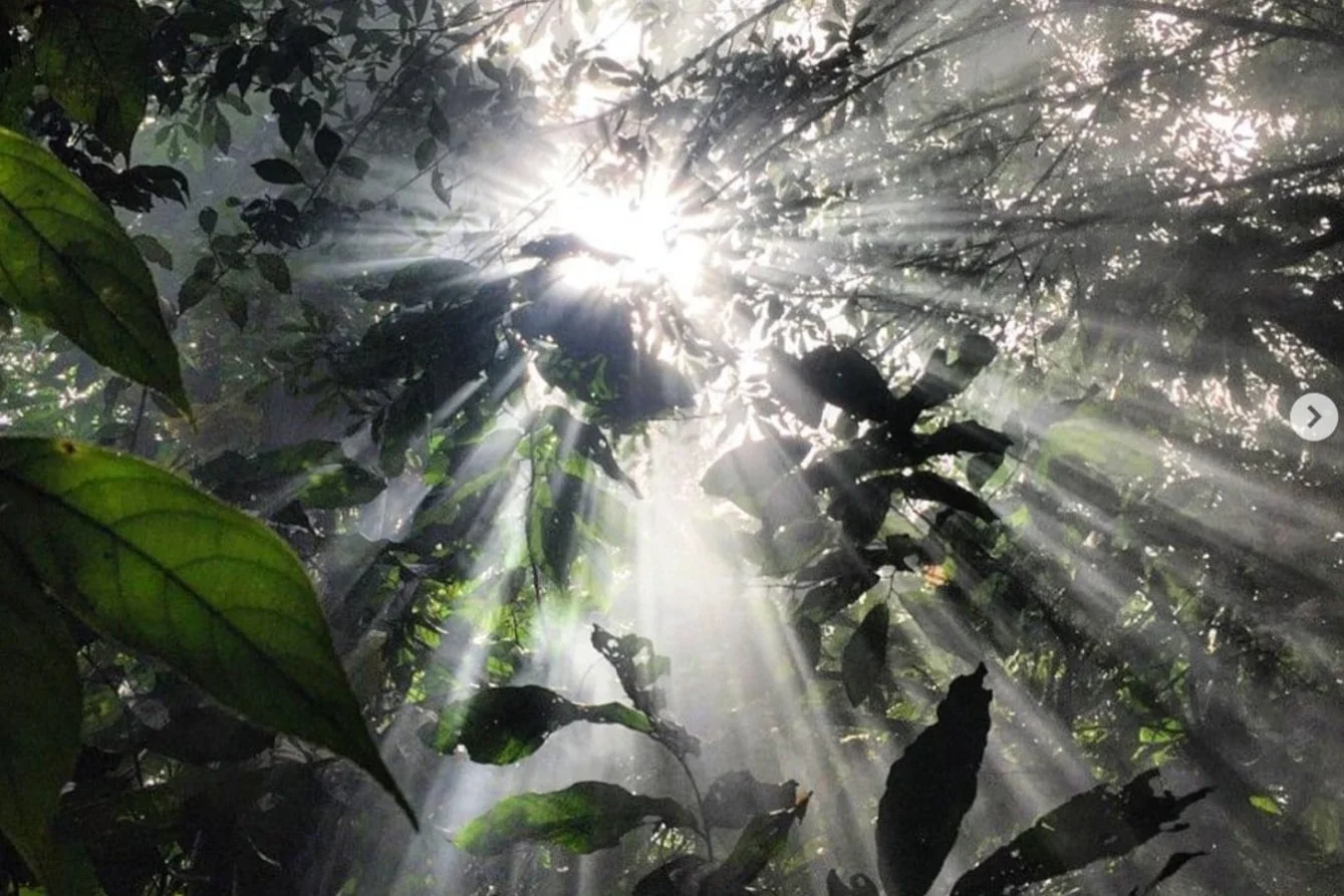 The sun is beaming down in rays through the lush jungle canopy in Alta Verapaz Guatemala.