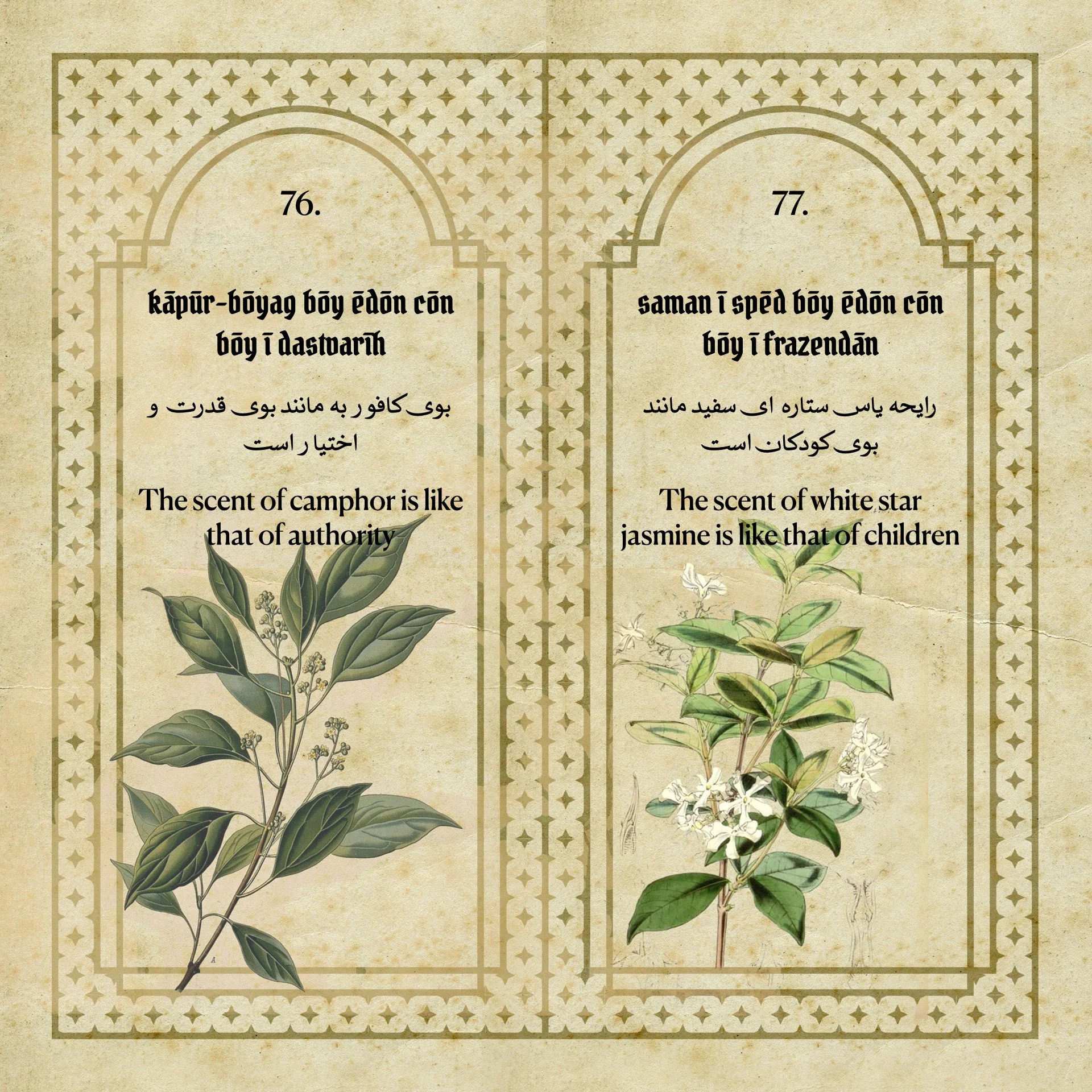 Flowers Fragrances of the Sasanian Persians