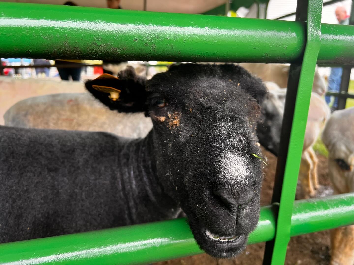 We had newly shorn sheep, baby chicks and lambs, plus the start of the green market season, yet hard not to think the new parking lot might have been the best gift of all. #muscootfarm #westchestercountyparks #sheepshearing #mothersday #greenmarket #