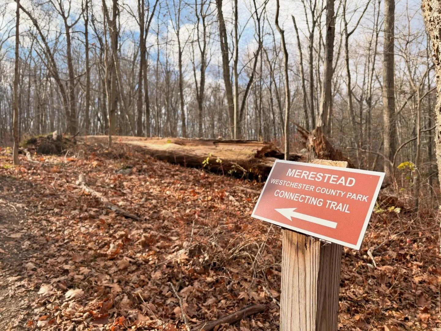 How does your family do Black Friday? We set out to explore Butler Preserve and the new Merestead connector trail, followed up by hot beverages at Mimi&rsquo;s in Mt Kisco.  The dogs were happy, I got to wish Mimi a happy Thanksgiving plus spent doll