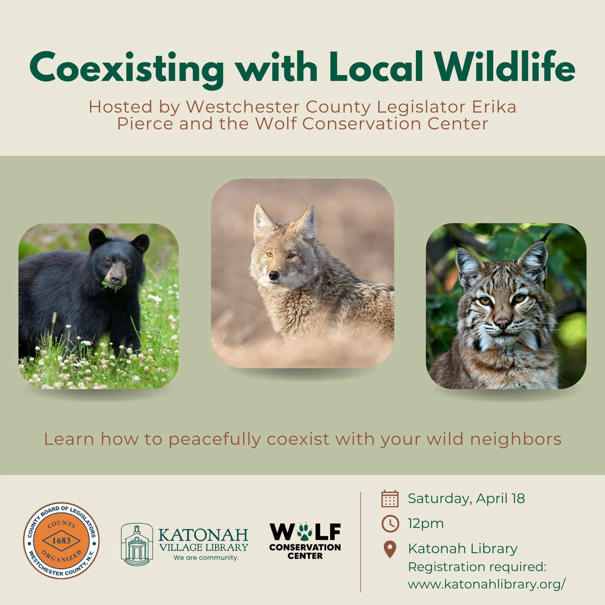 Got bears? How about bobcats or coyotes? If so, I have an important event for you. I am collaborating with the Wolf Conservation Center on a timely Coexisting with Wildlife workshop at the Katonah Village Library on this Saturday, April 18th at noon.