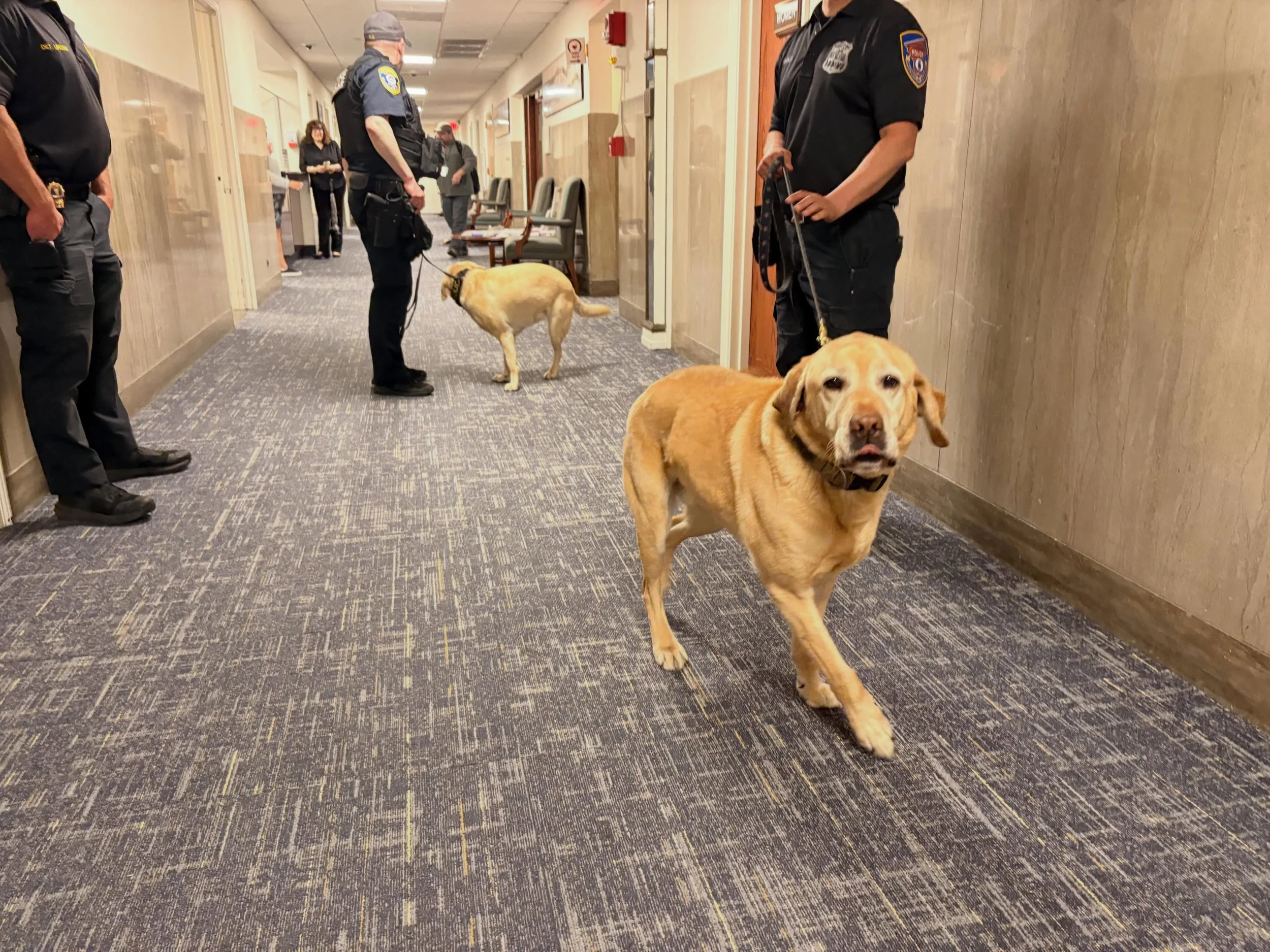 All paws on deck as we prepare for the State of the County. These are the best boys/girls. #westchester #workingdog #policedogs