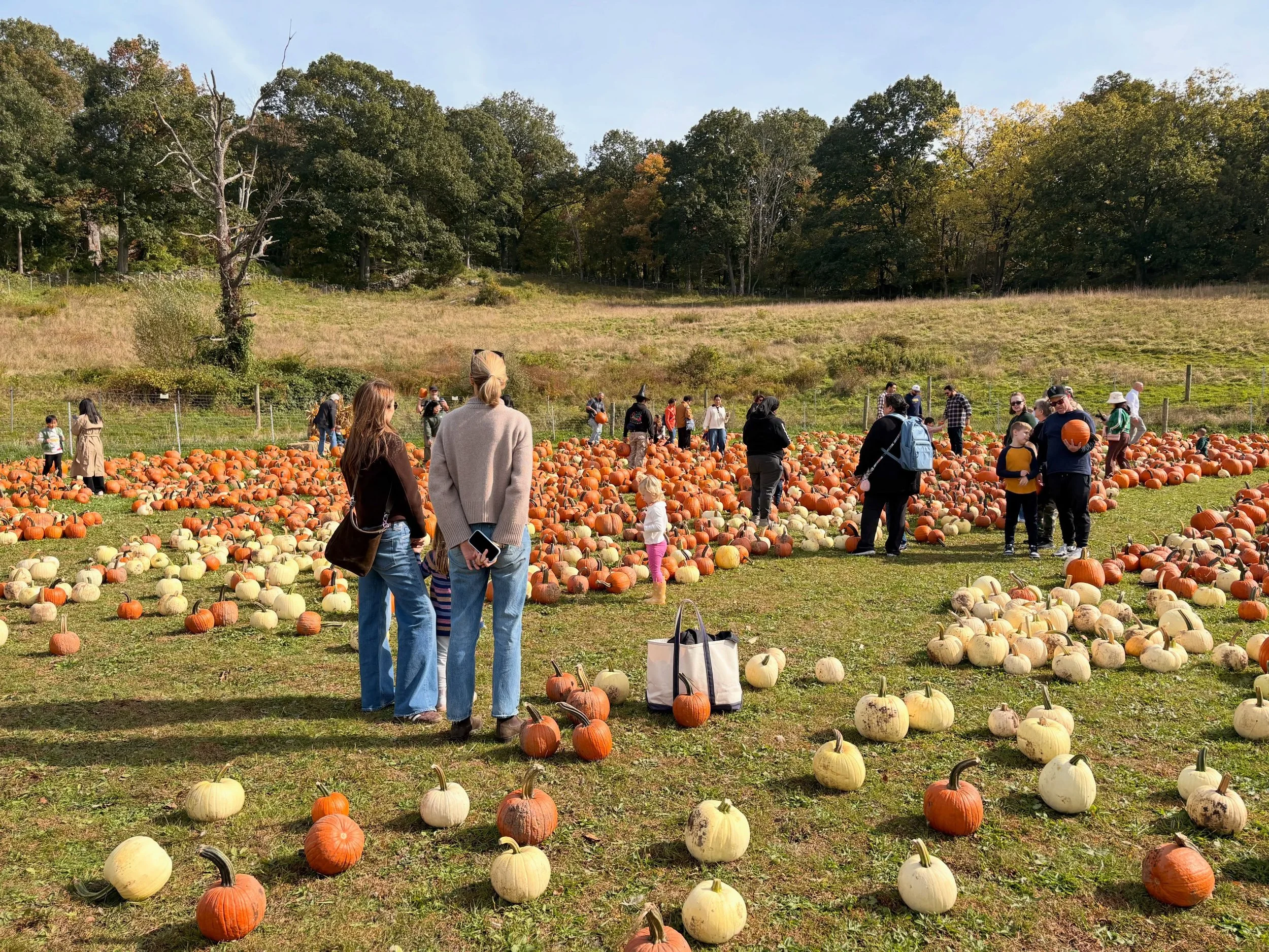 Got pumpkins? Or most importantly, do you need something? Today starts Muscoot Farms&rsquo;s three day pumpkin festival. We got a whole bunch plus spent some quality animal time and munched on cider donuts. The festival continues through Monday. Head