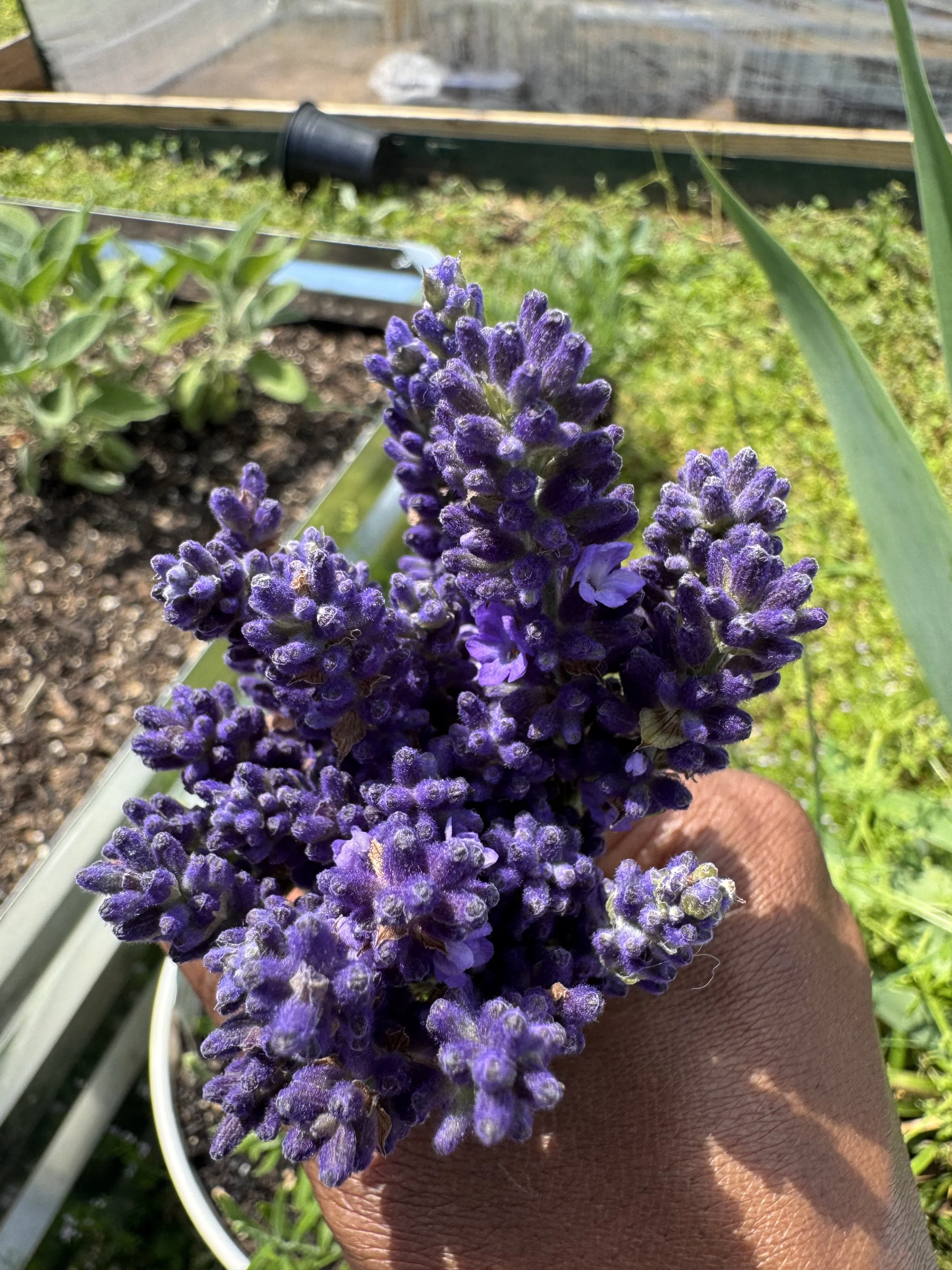 Tinctures - 1 ounce (coming June 2026)