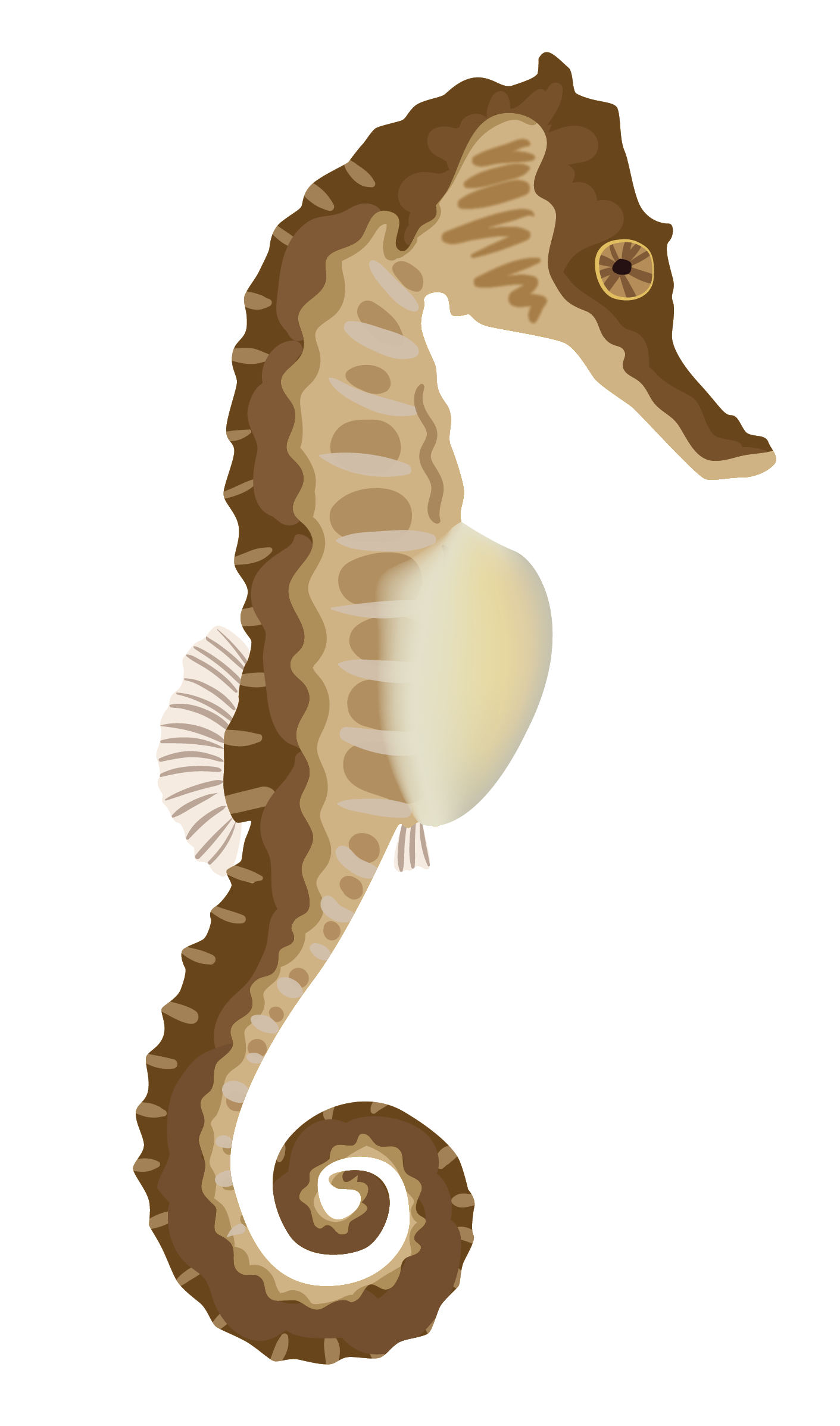 seahorse-01.png