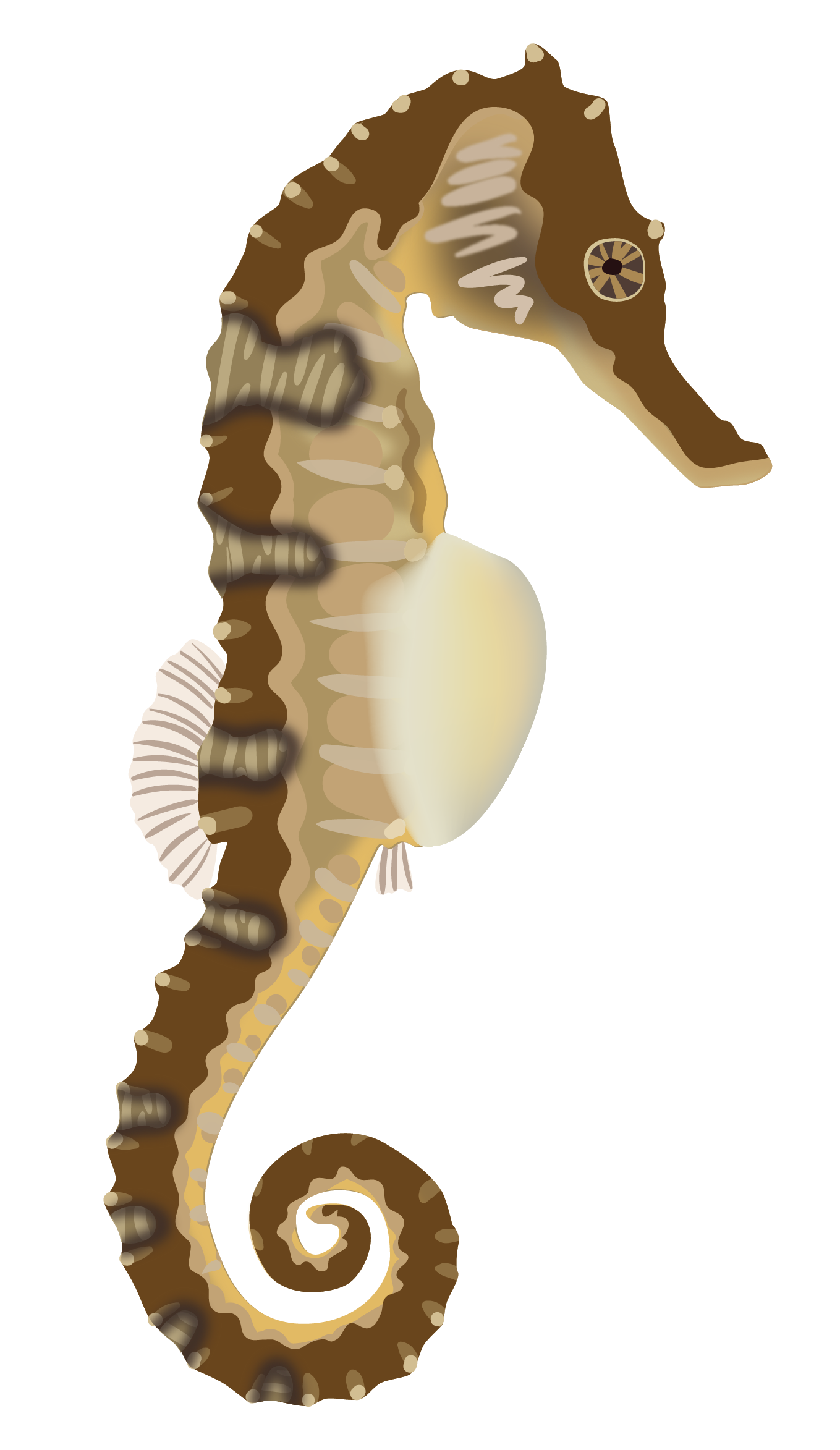 seahorse-04.png
