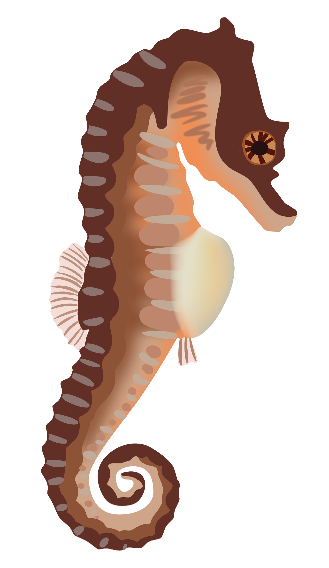 seahorse-06.png