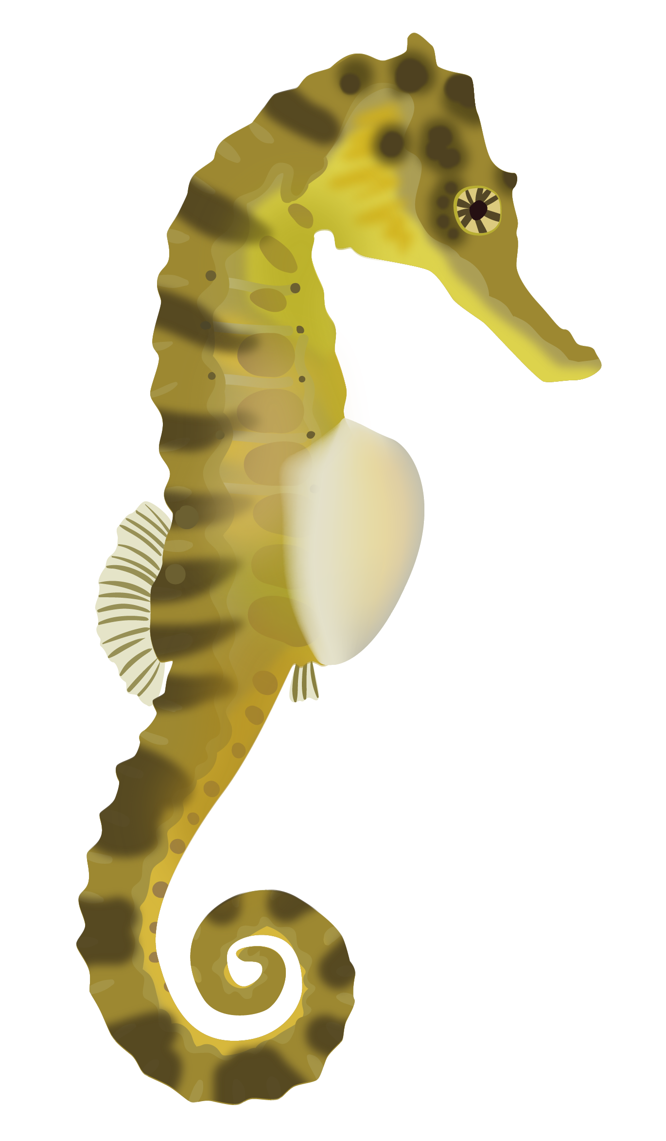seahorse-03.png