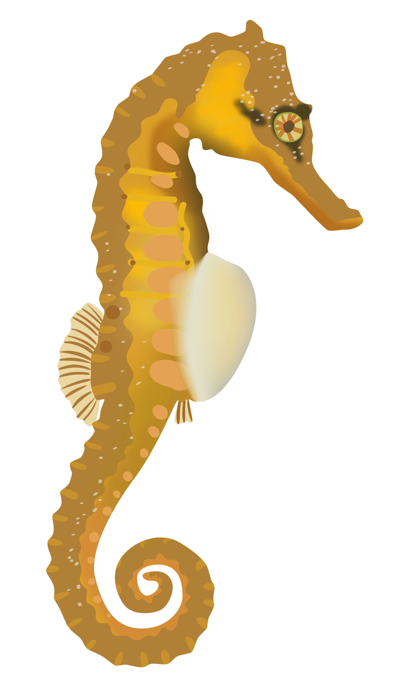 seahorse-05.png
