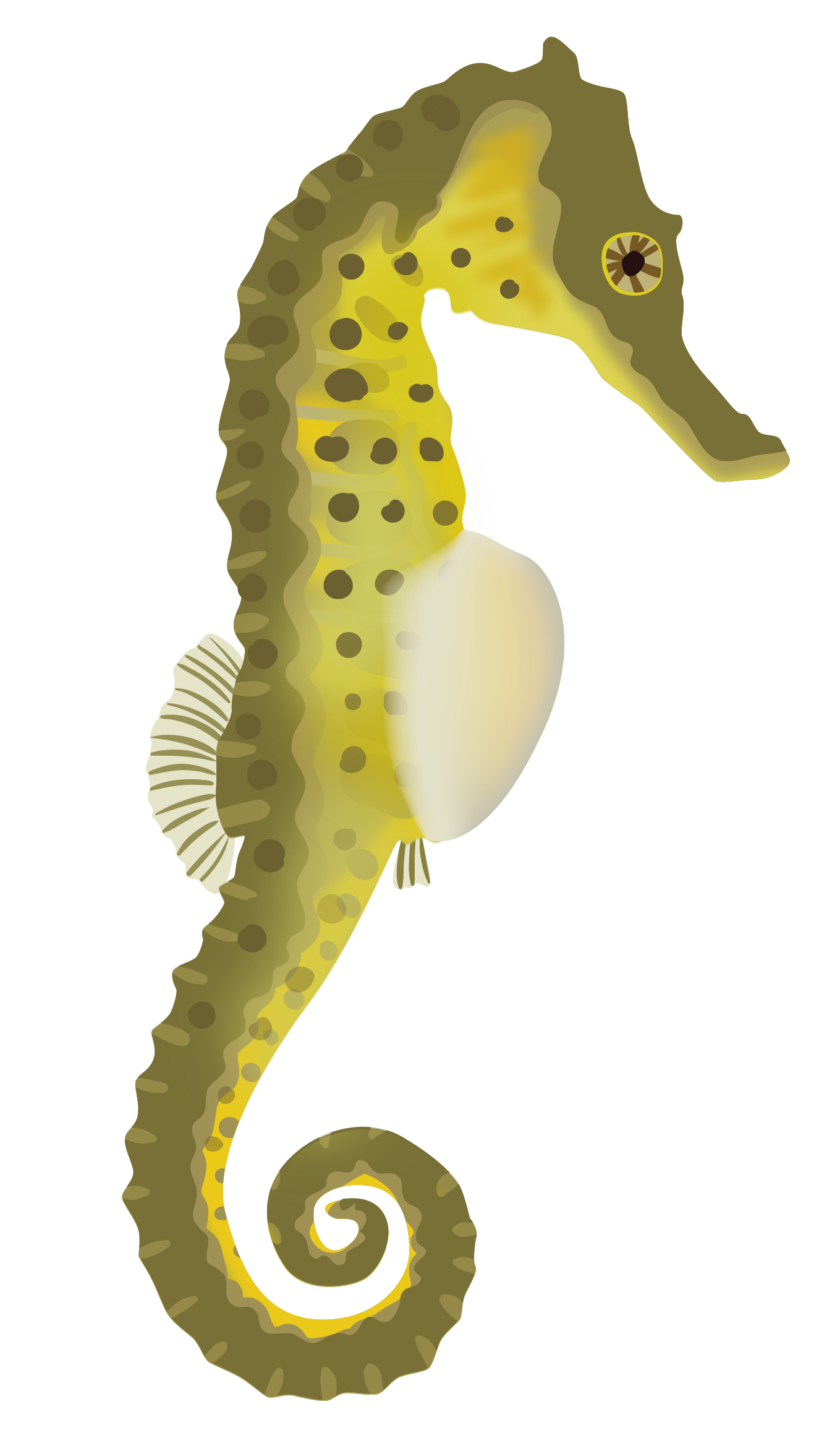 seahorse-02.png