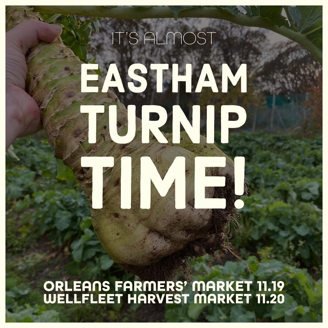 It&rsquo;s the most wonderful time of the year! Find us at the @orleansfarmersmarket on Saturday, 11/19 and the @wellfleetfarmersmarket on Sunday, 11/20 with a bountiful assortment of fall veg&hellip; including EASTHAM TURNIPS! 🥕🥦🥔