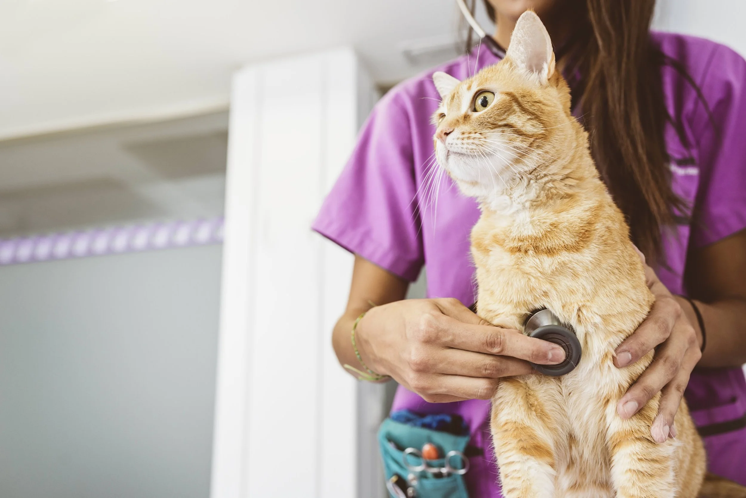 Gato y veterinaria .jpeg