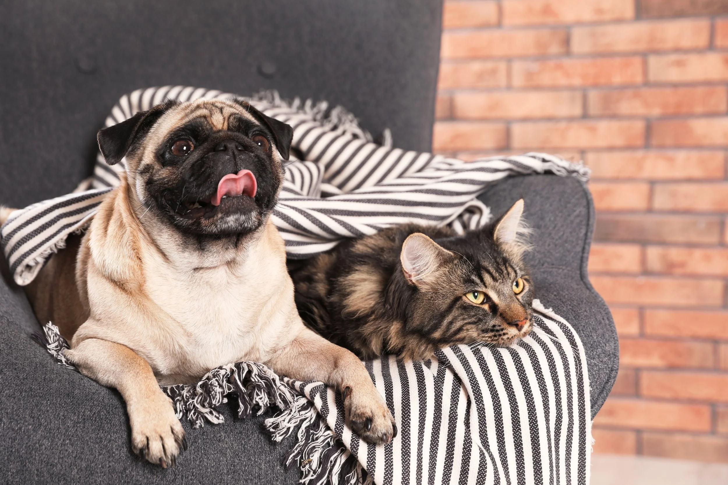 Perro y gato 1.jpg
