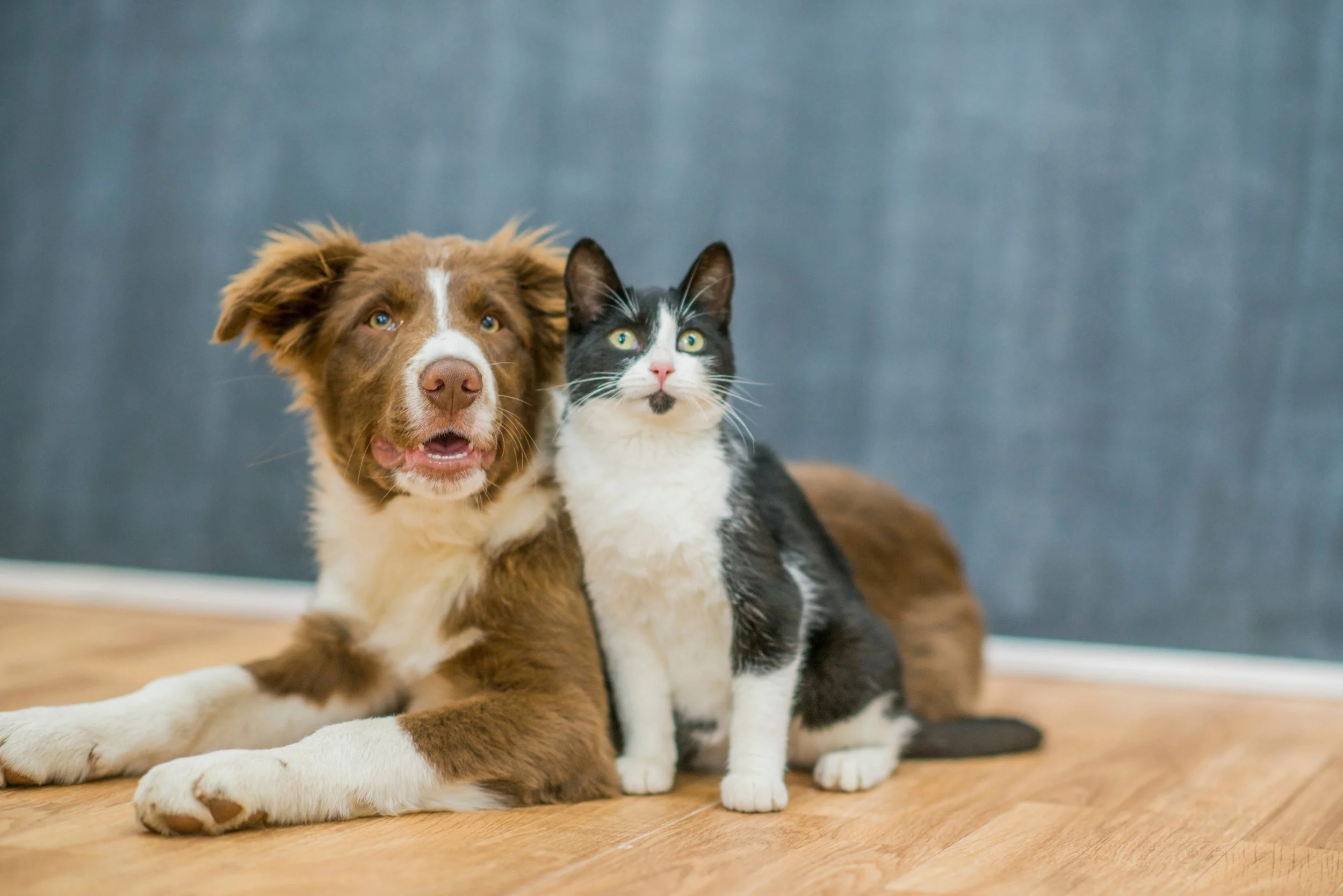 Perro y gato 2.jpg