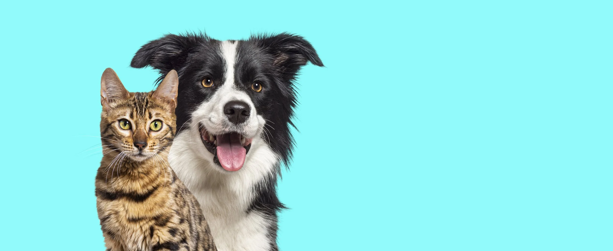 Perro y gato 4.jpg