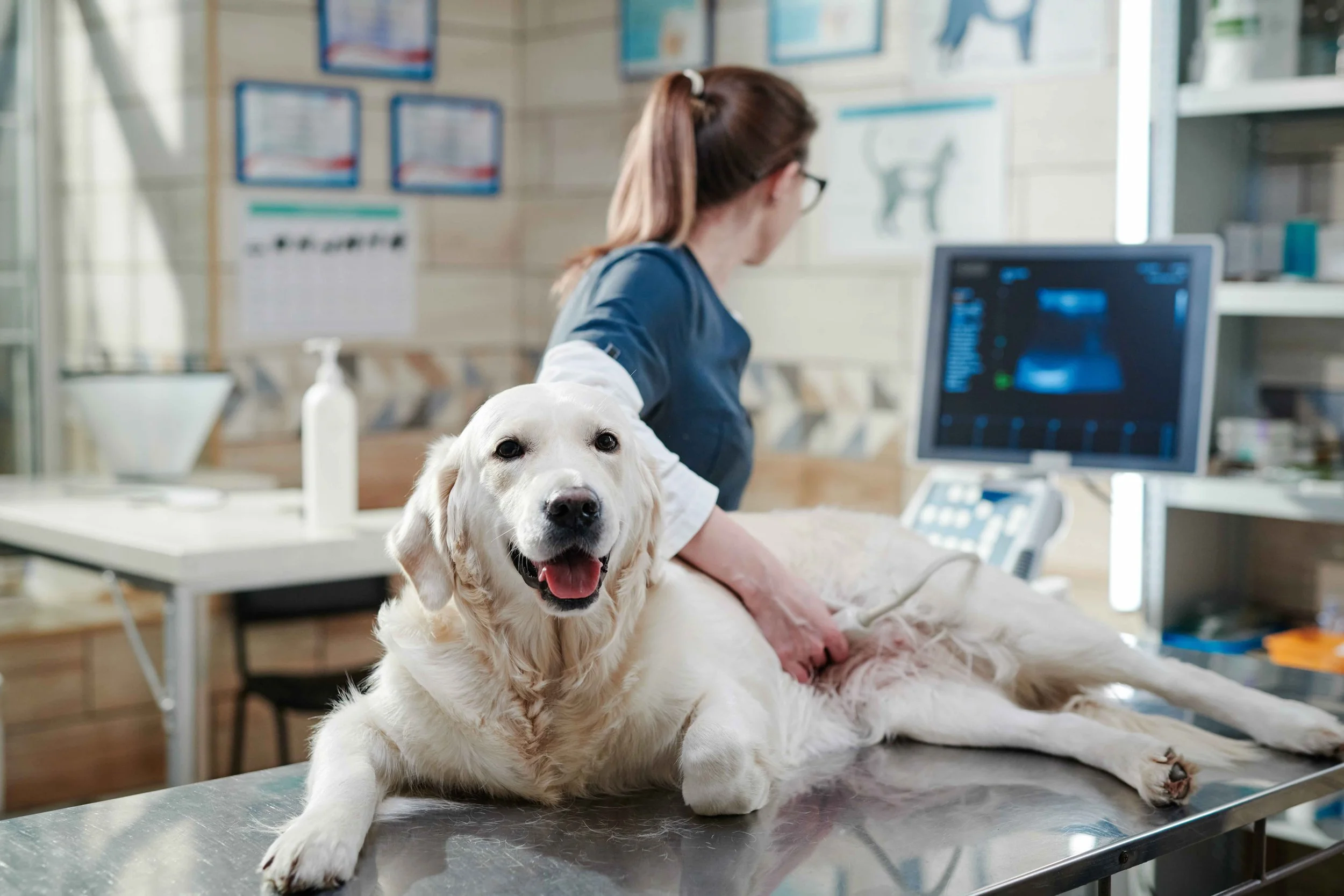 Perro y veterinaria.jpeg