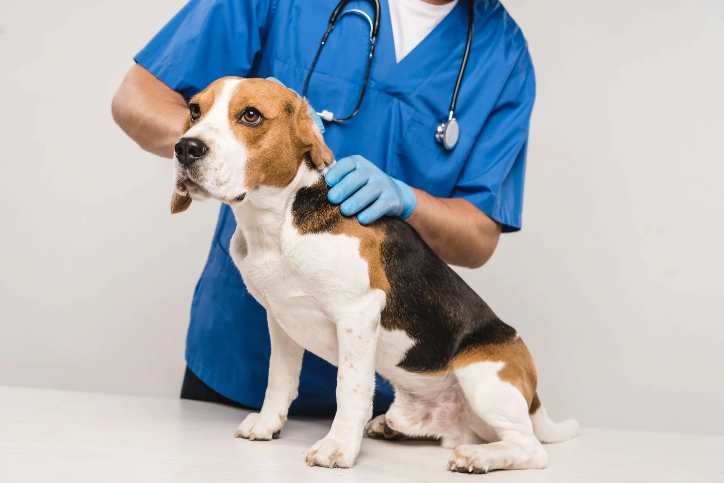 Perro y veterinario 2.jpeg