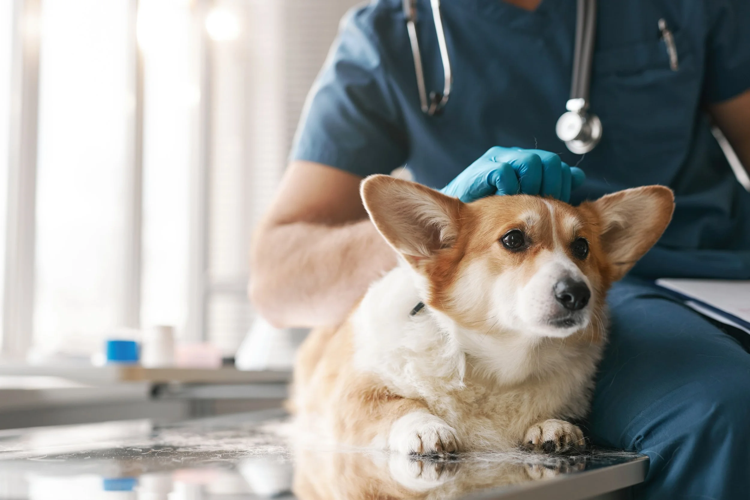 Perro y Veterinario.jpeg