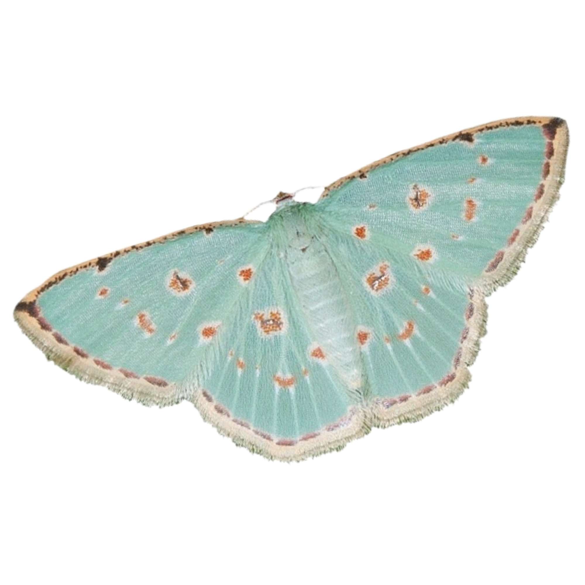 A pastel green moth with orange spots on its wings.