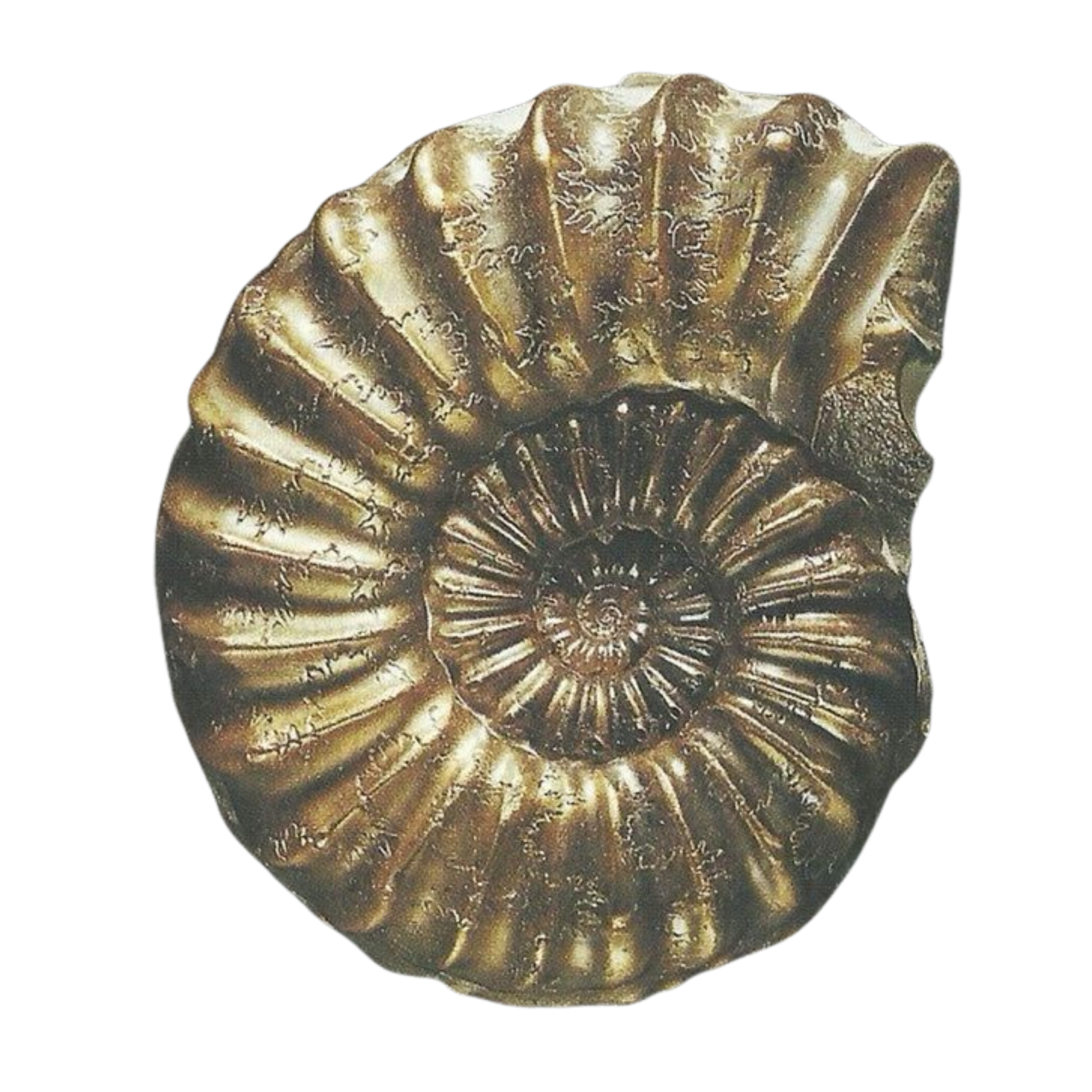 Close-up of a metallic ammonite fossil with a coiled, spiral shell on a black background.