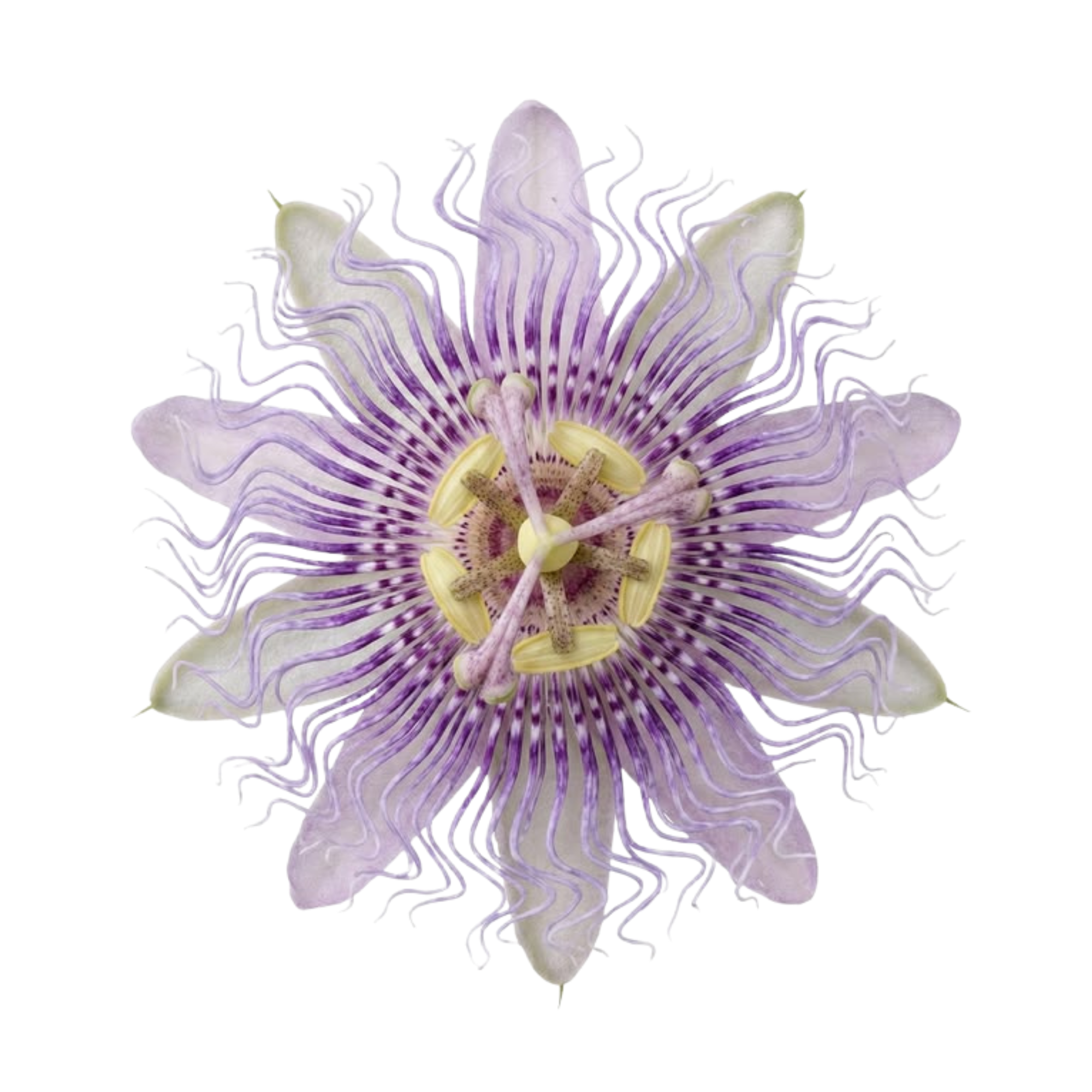 A close-up of a passionflower with lavender and white striped petals, unique filaments, and prominent reproductive structures in the center.