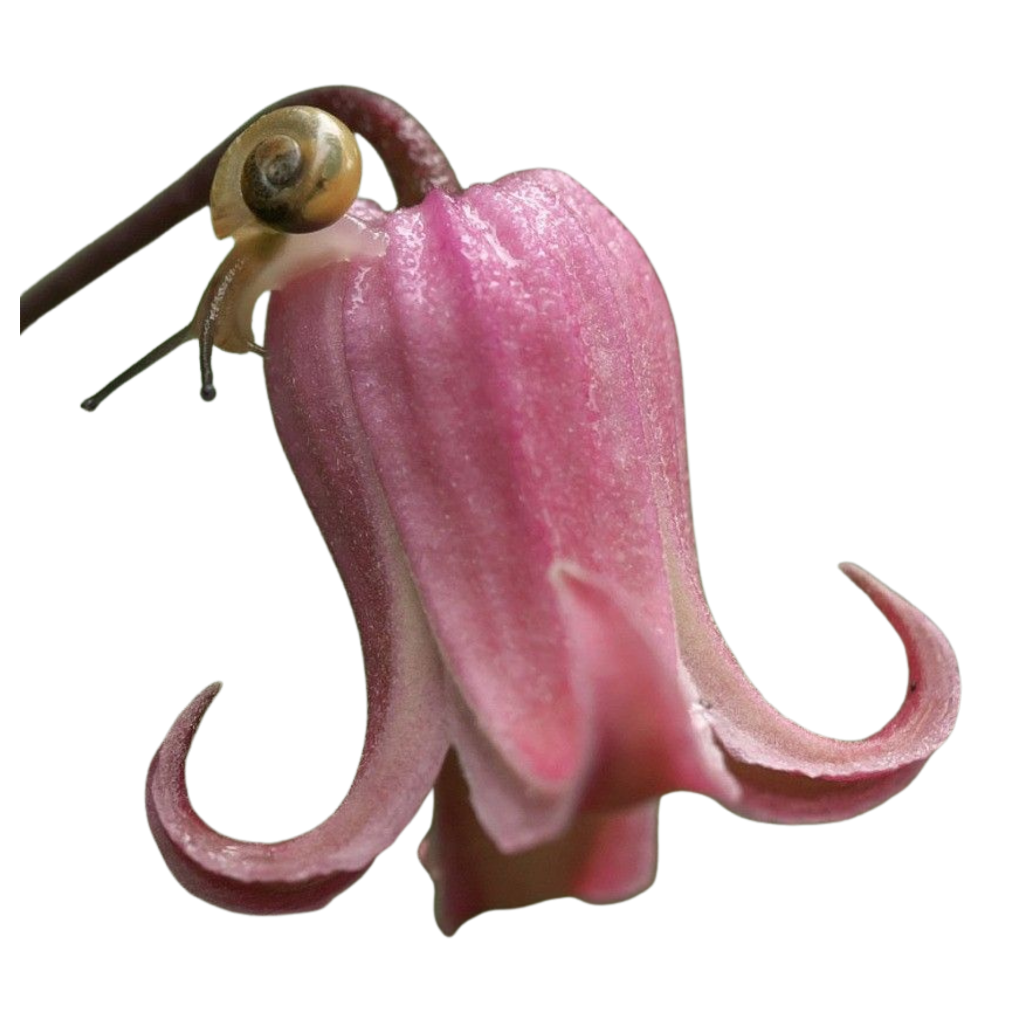A pink flower with a snail on its petal, resembling a combination of a flower and a snail in a creative and whimsical manner.