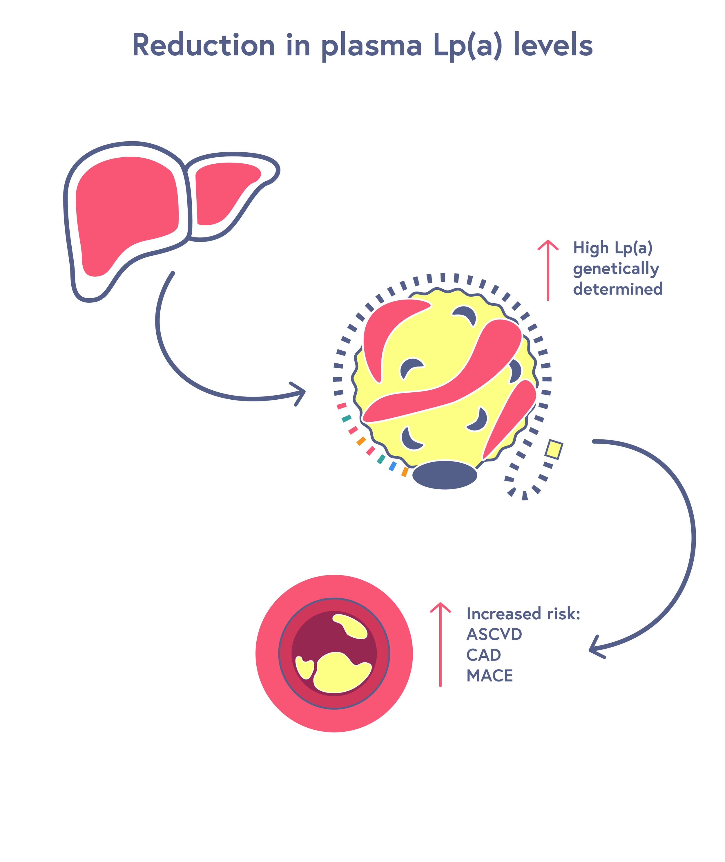 Crispr_Powerpoint_Graphics_R3_Reduction in plasma Lp(a) levels--08.png