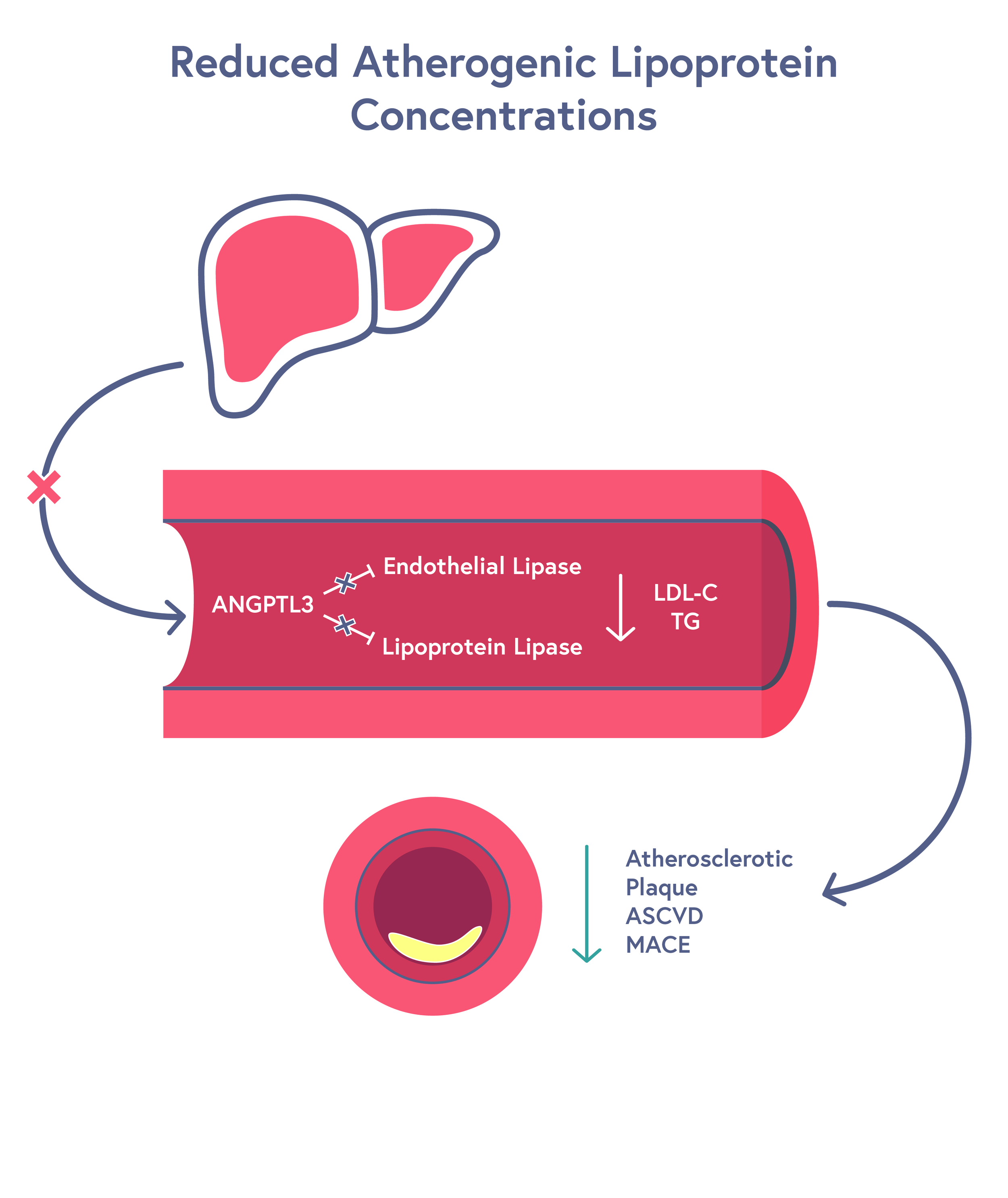 Antherogenic Lipoprotein Contractions_Graphic_Text.png