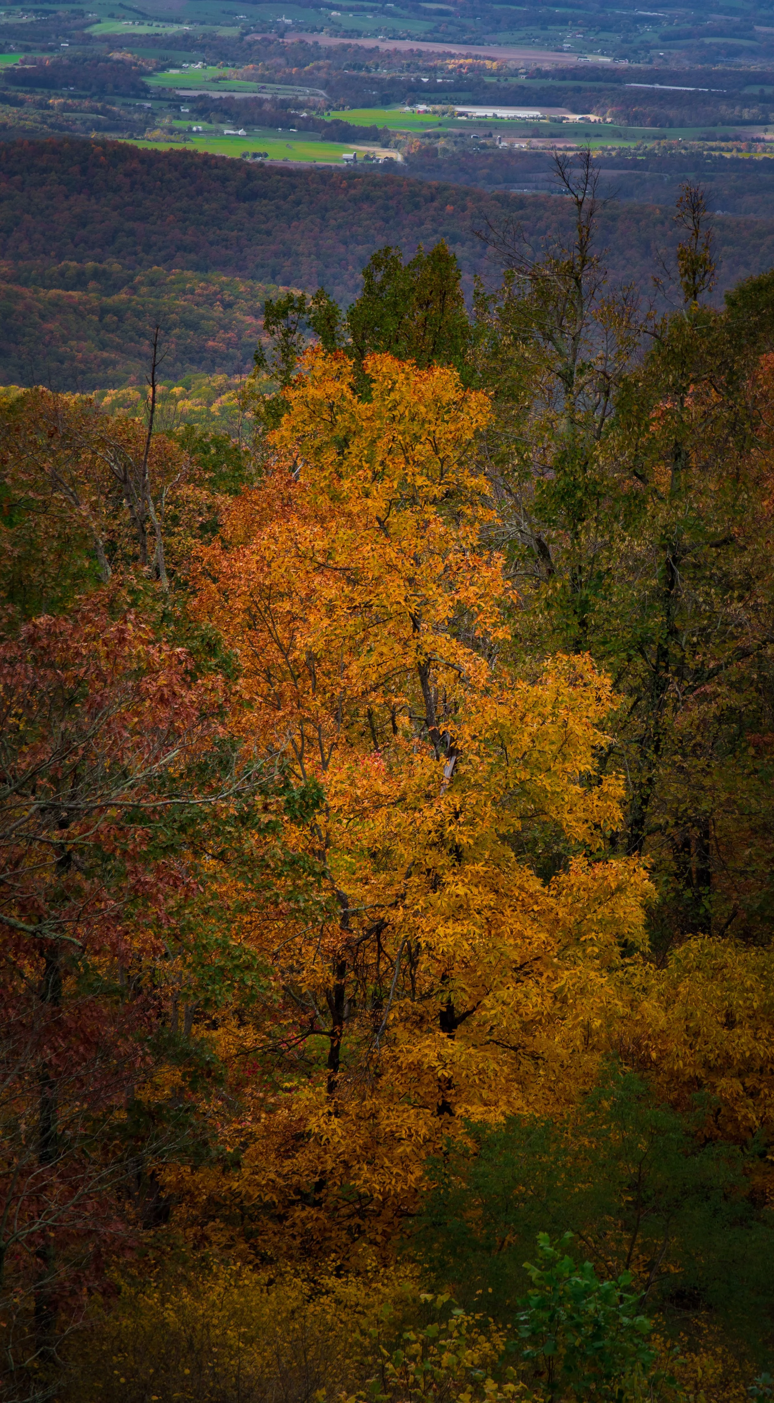 Skyline Drive 10-31-21 Edited-3.jpg