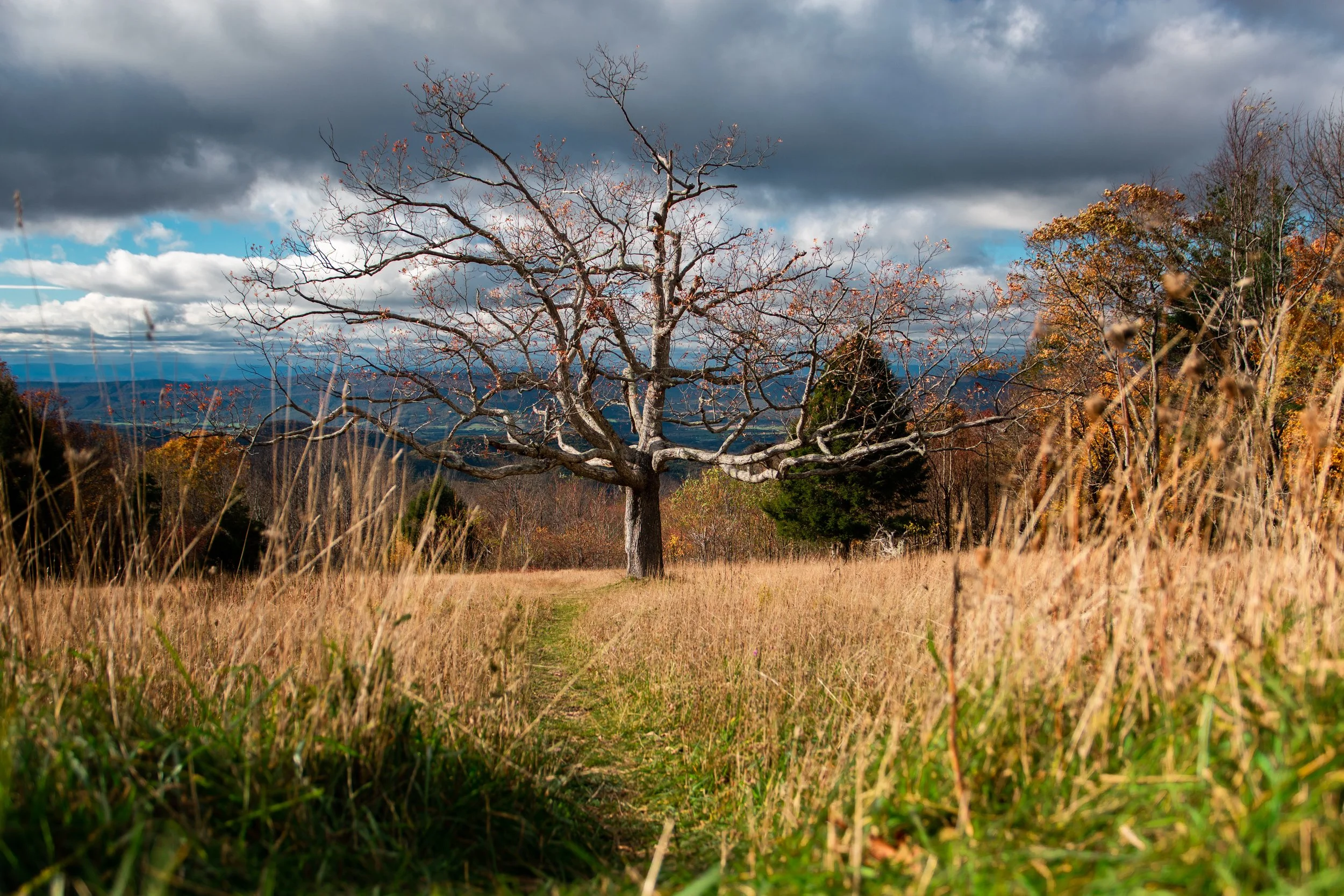 Skyline Drive 10-31-21 Edited-15.jpg