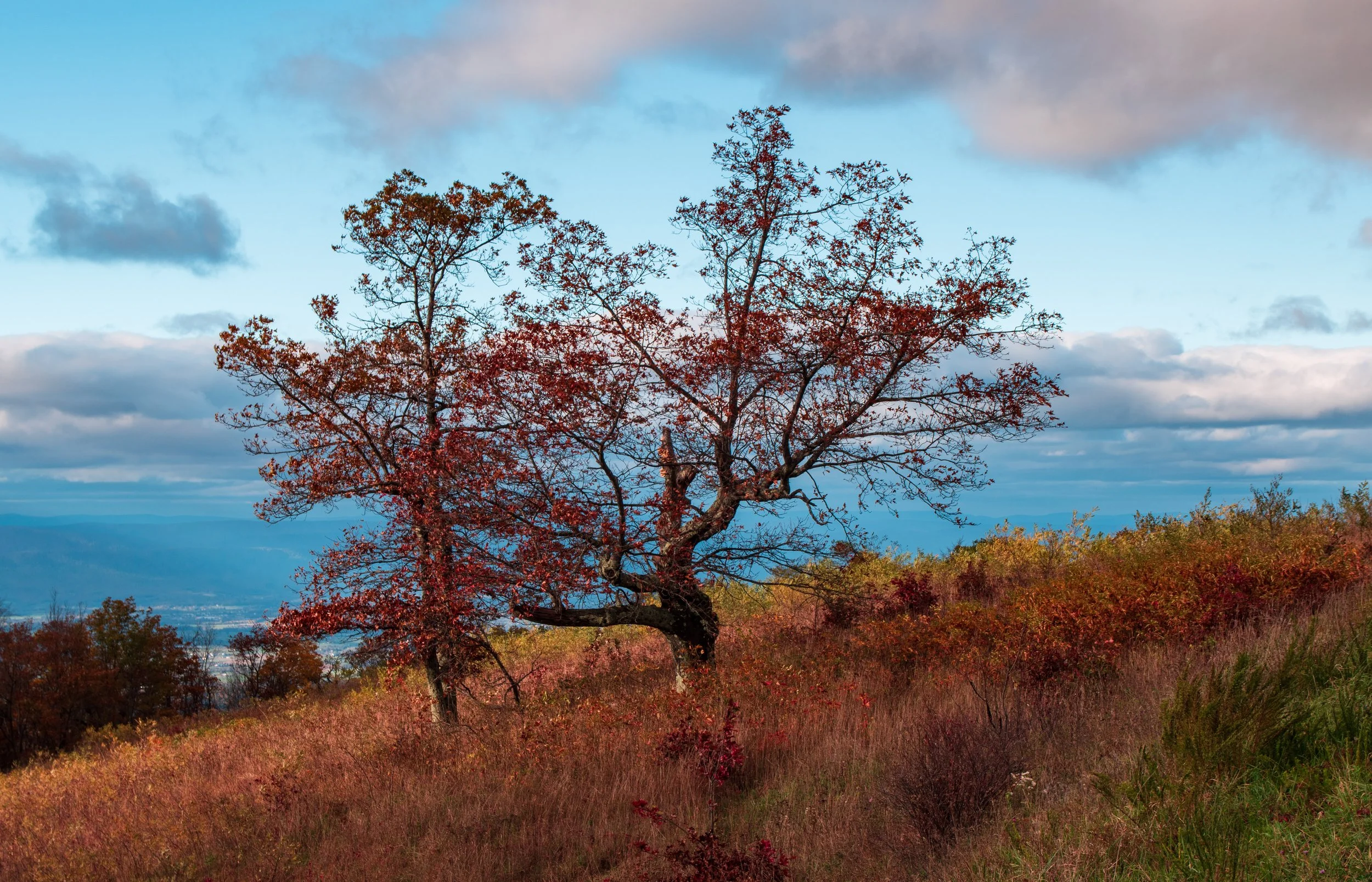 Skyline Drive 10-31-21 Edited-20.jpg