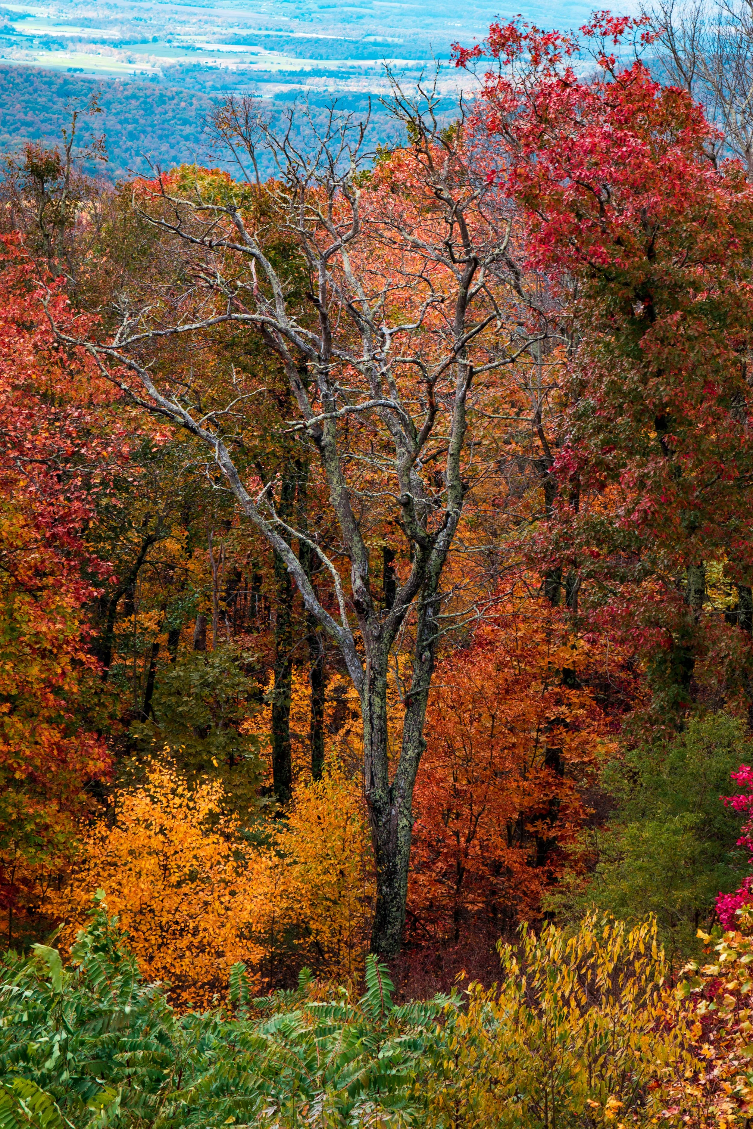 Skyline Drive 10-31-21 Edited-5.jpg