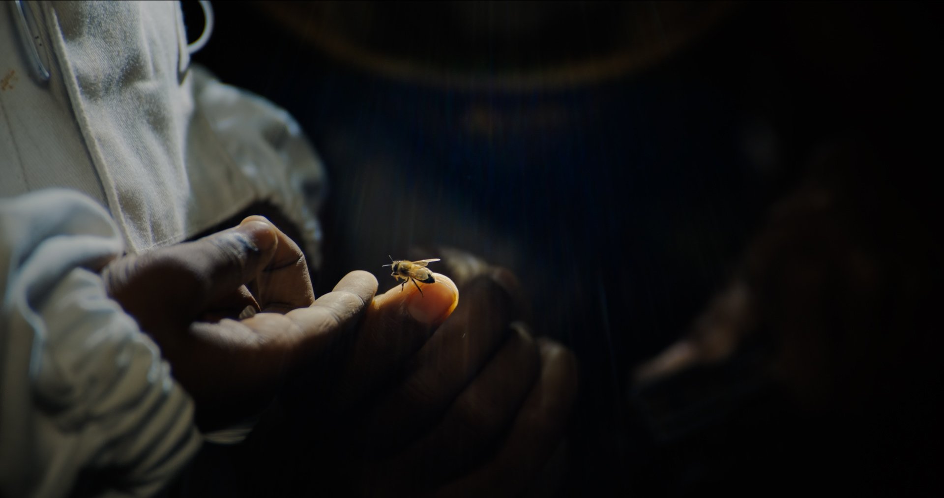 The Boys and the Bees