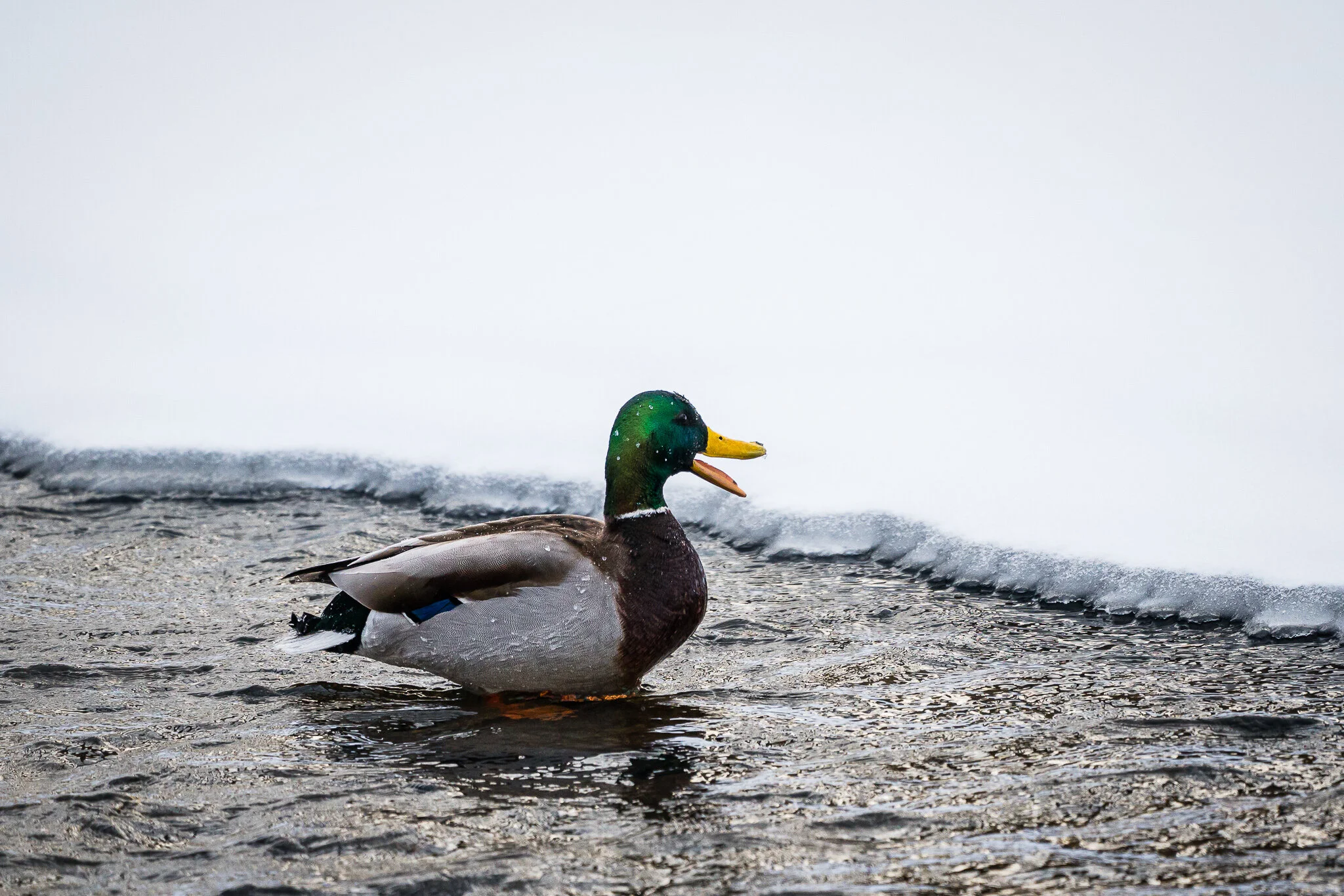 20210213-Menomonee River Pkwy-0009-EDIT-WEB.jpg