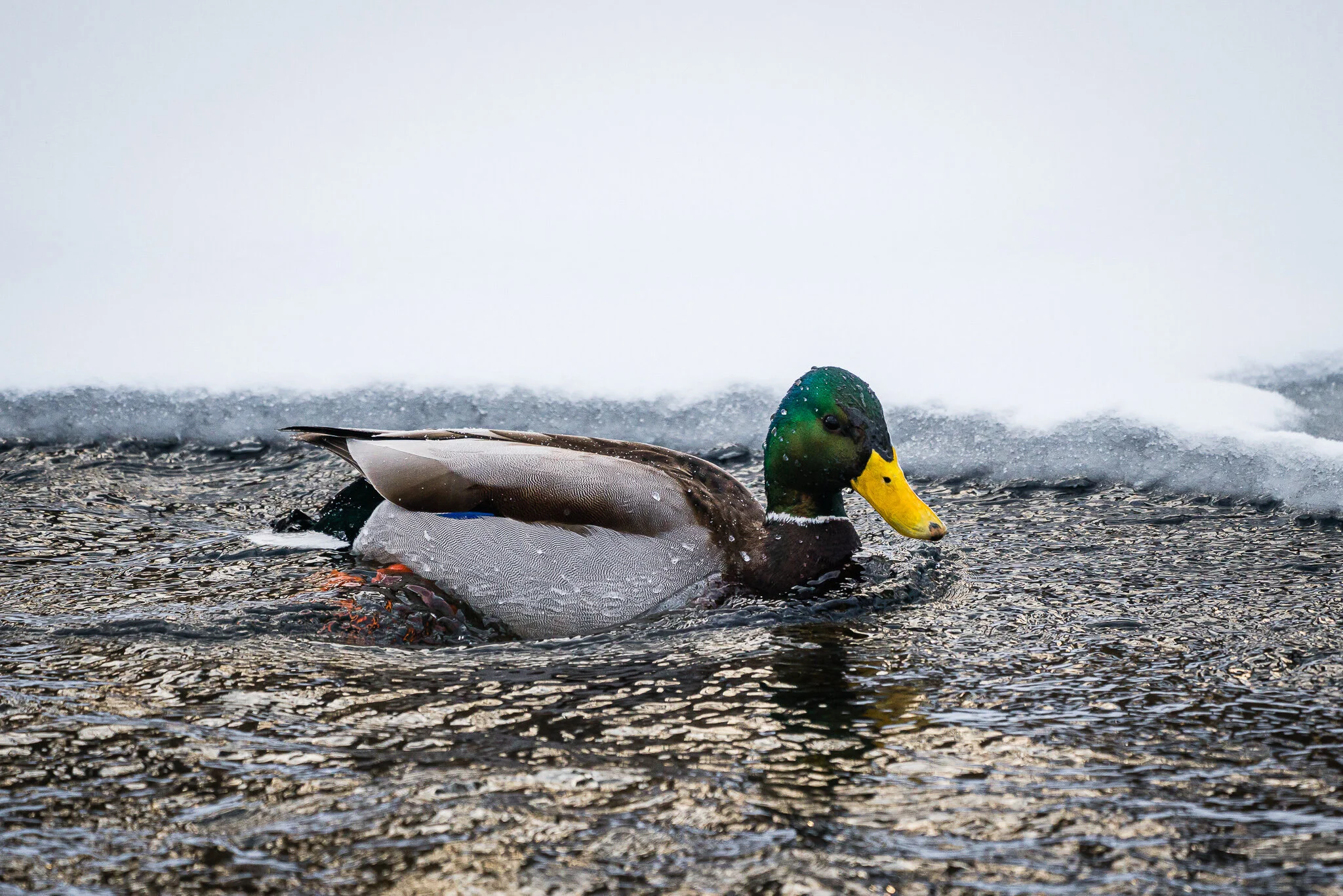 20210213-Menomonee River Pkwy-0010-EDIT-WEB.jpg