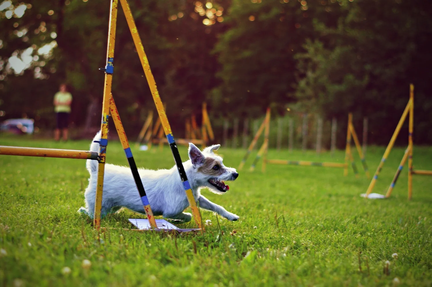 Classes — Murfreesboro Obedience Training Club