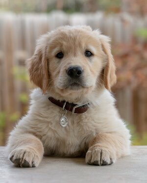 puppy.jpeg