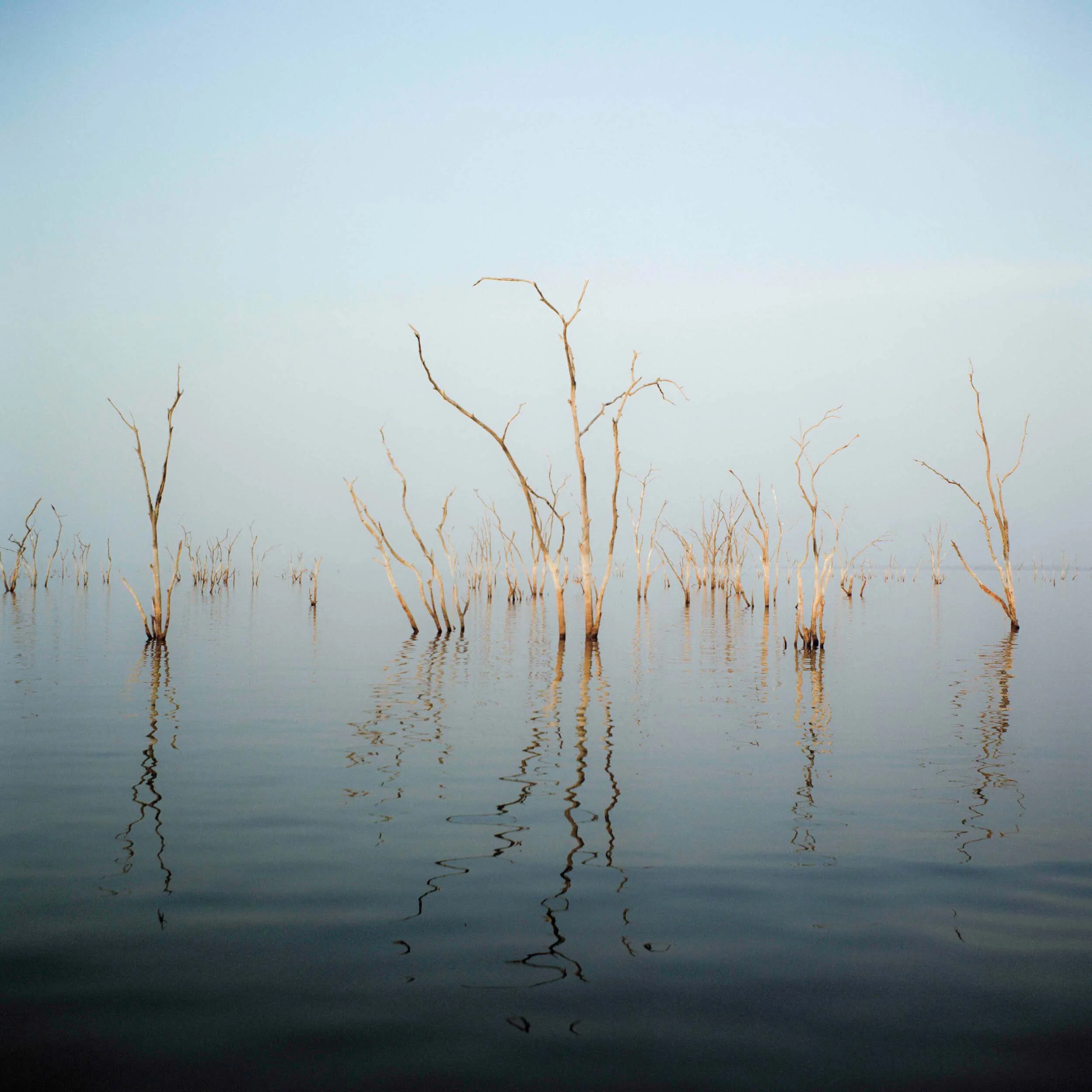 Stuck in the Mud - Mirror Tree