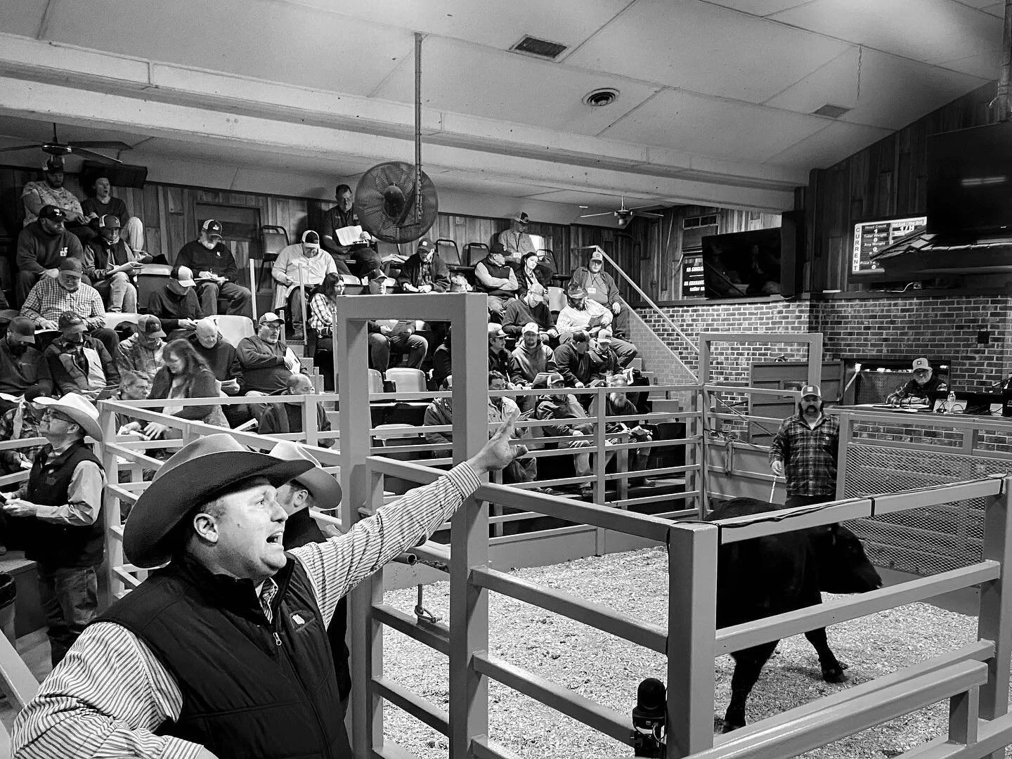 Bull sale
.
#kansaslife