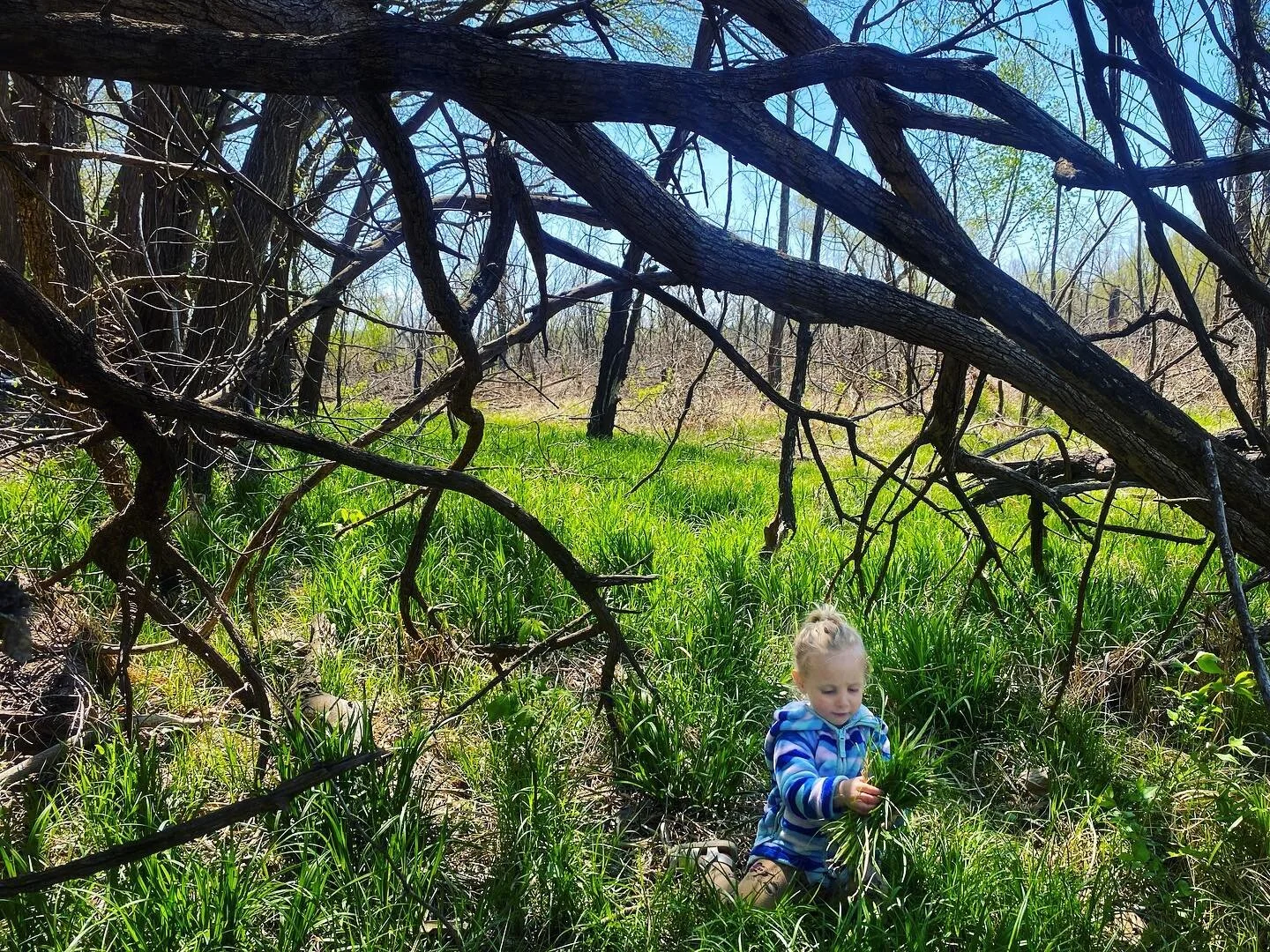 Gathering grass, hard at work
.
#kidsinnature #getkidsoutside