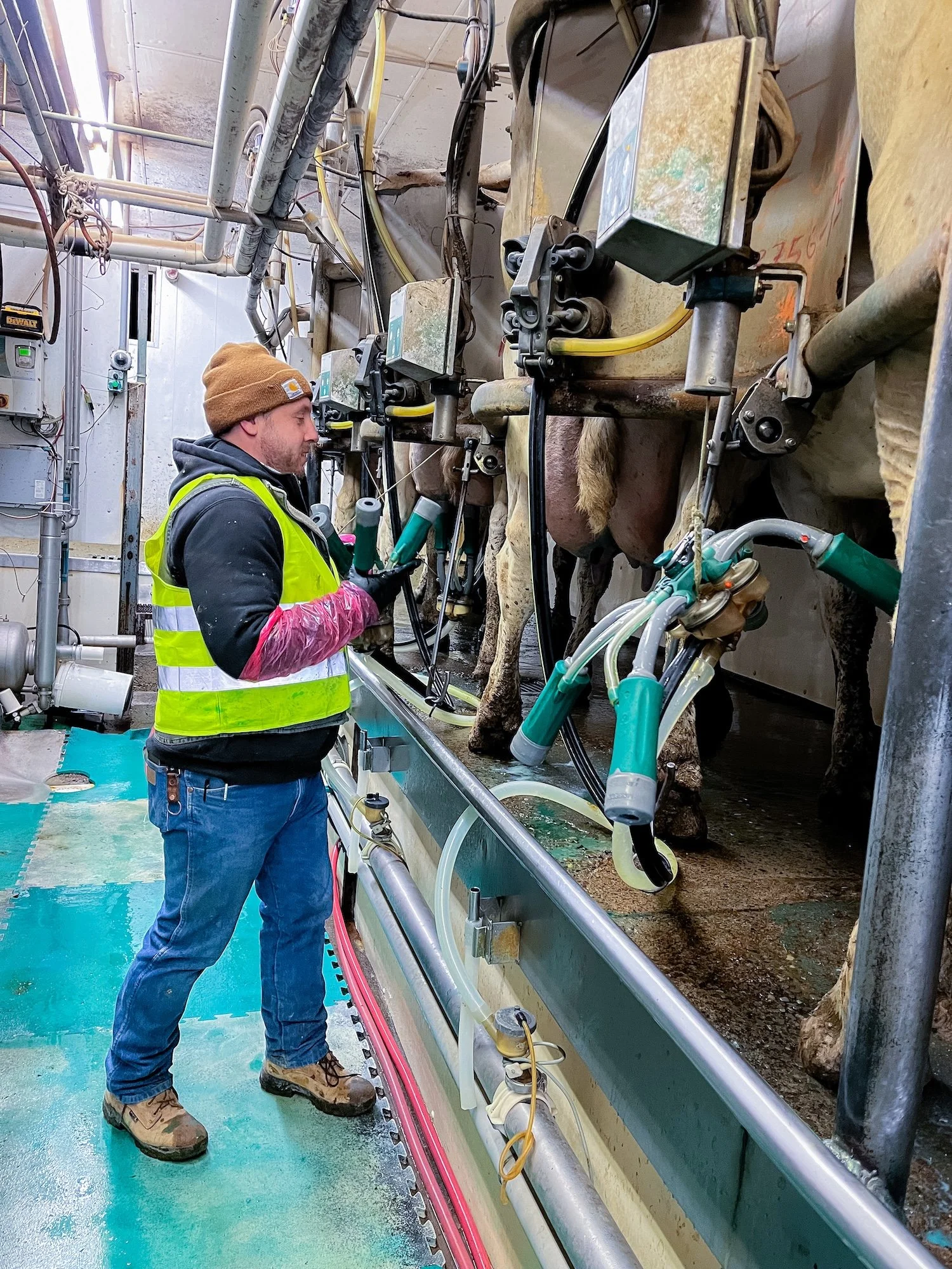 Ryan Klataske working on dairy farm