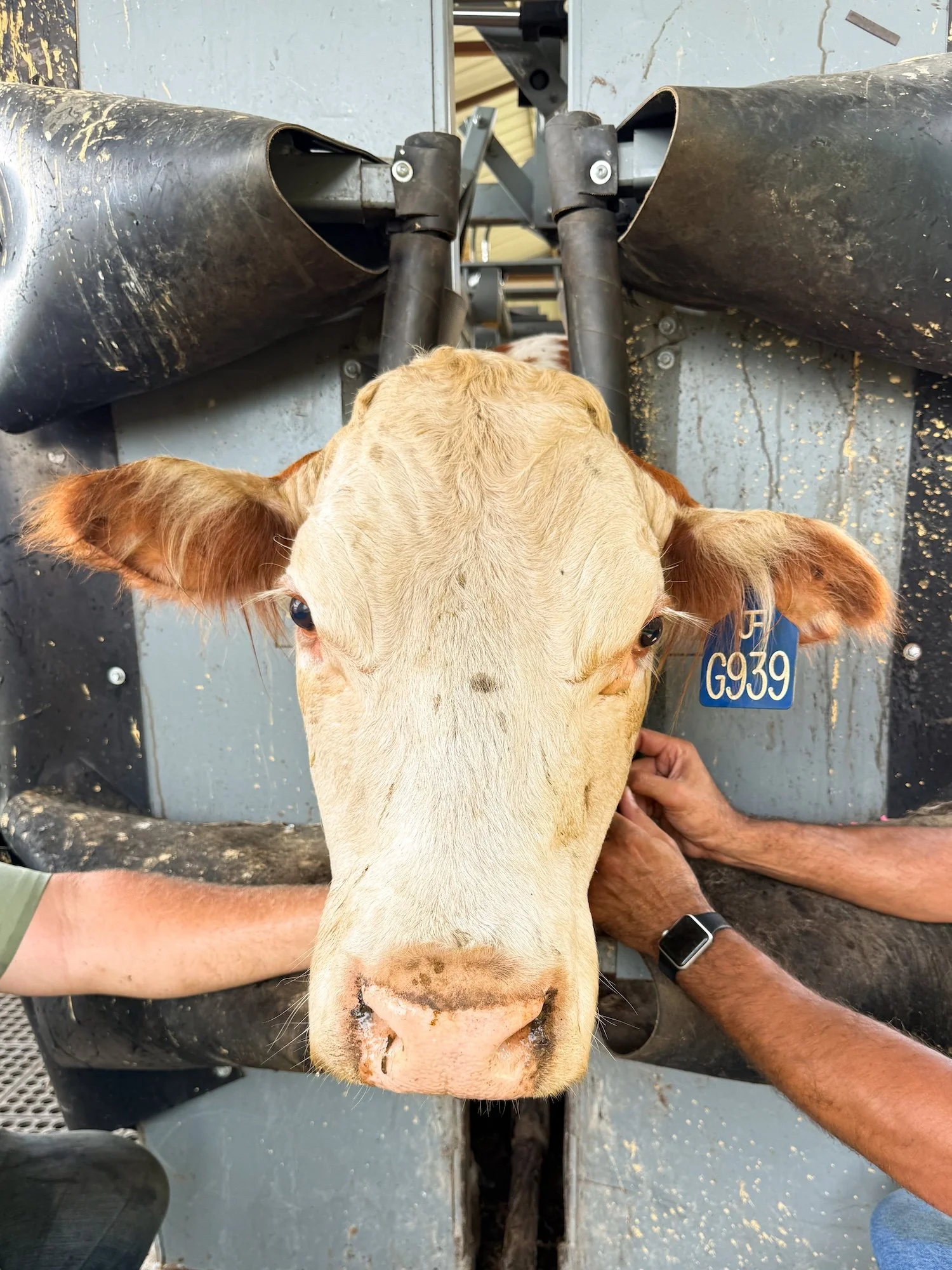 Cow receiving virtual fencing collar