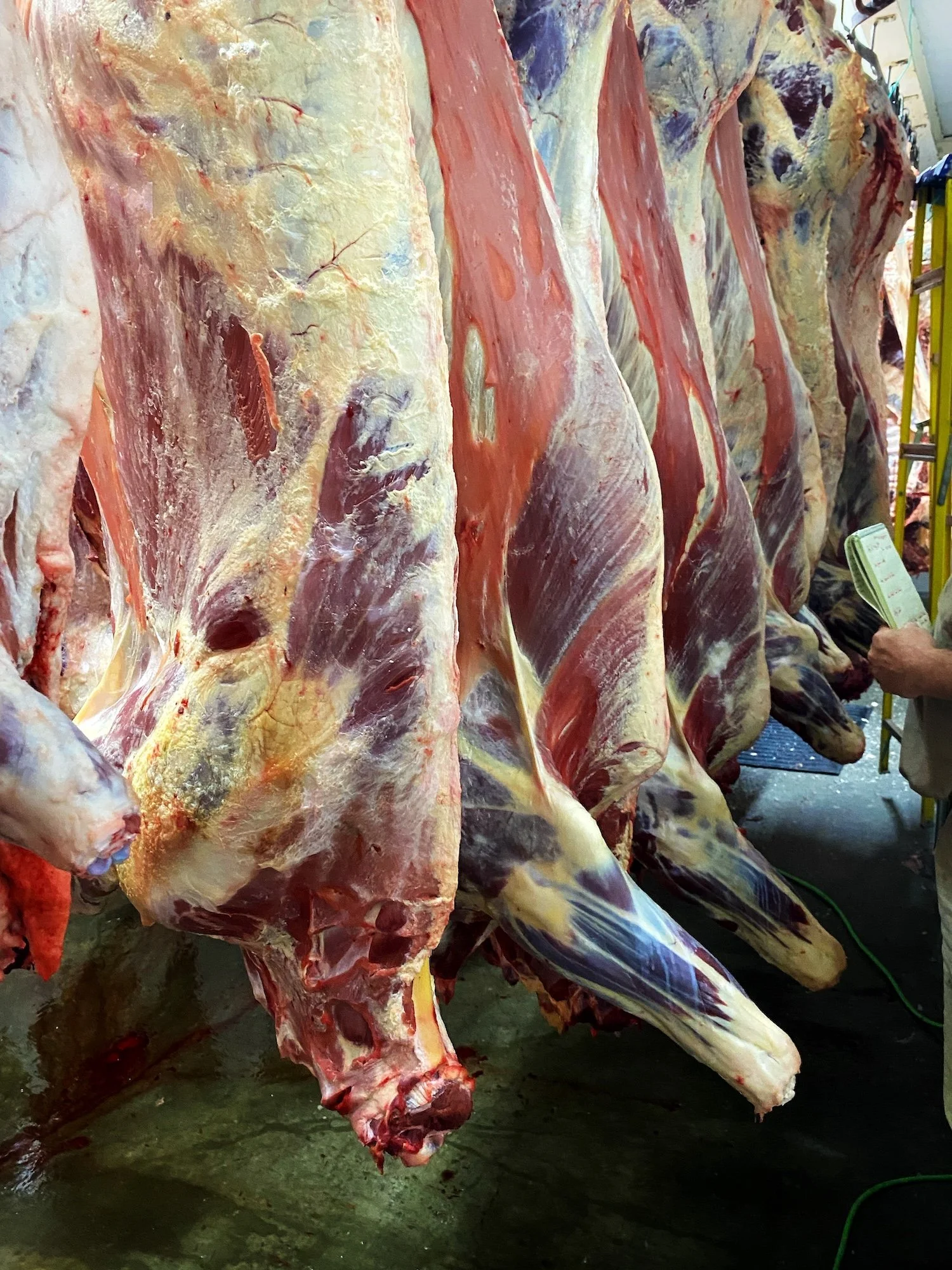 Beef carcasses hanging at processor