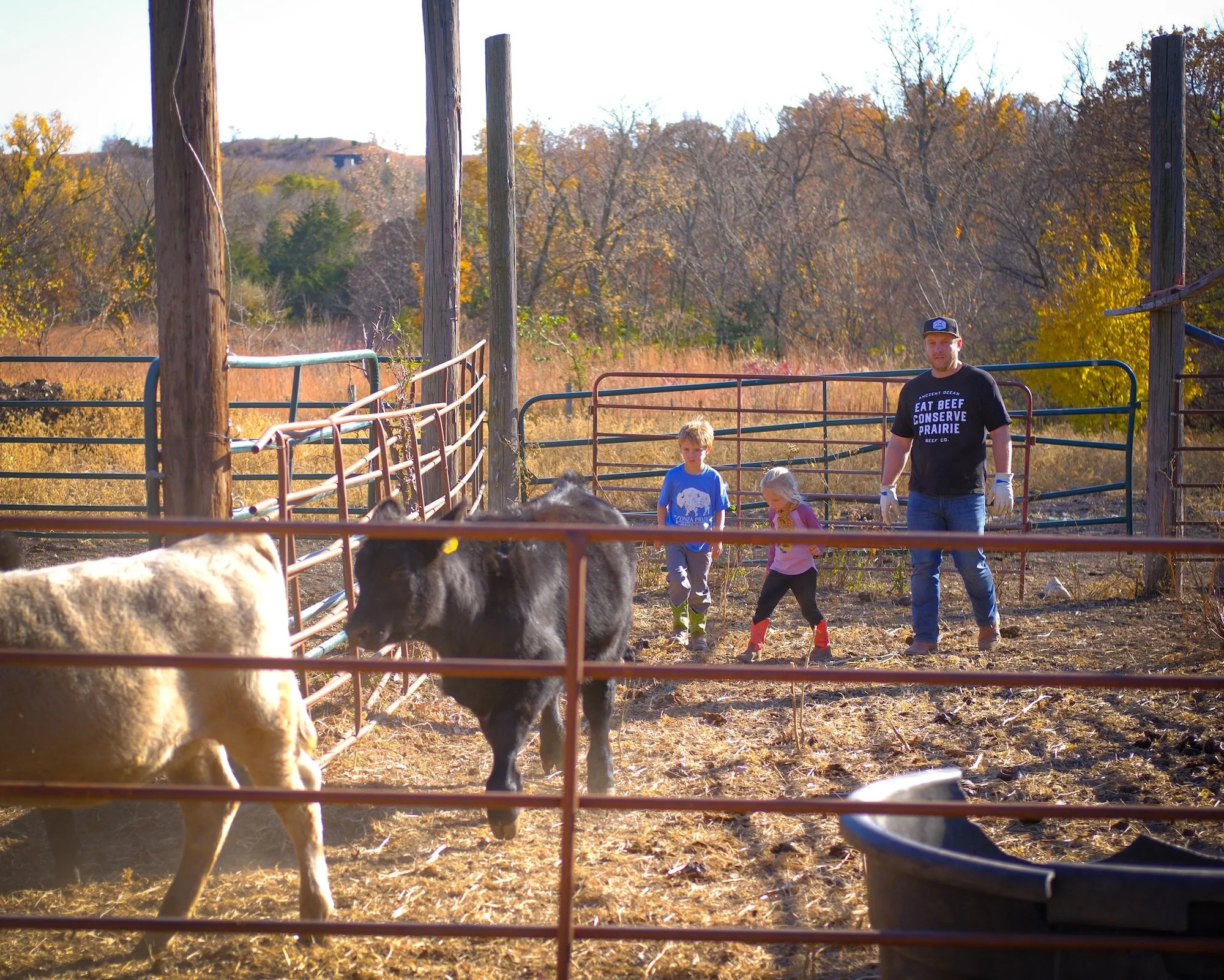 Ryan Klataske moving cattle with children