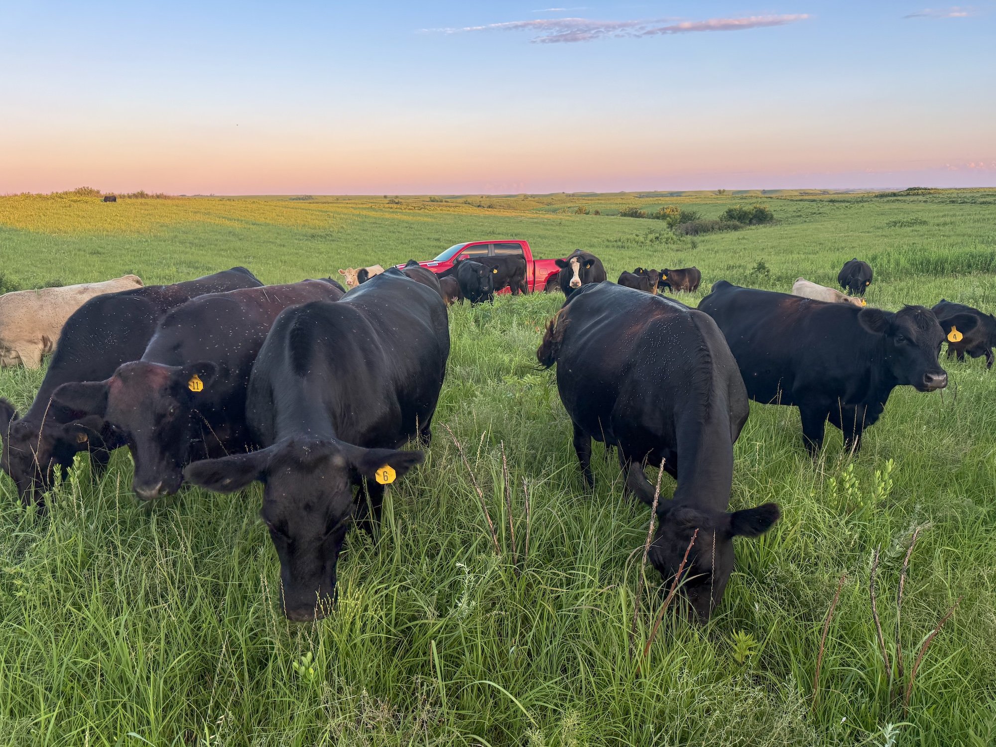 Cattle on family ranch by Ryan Klataske