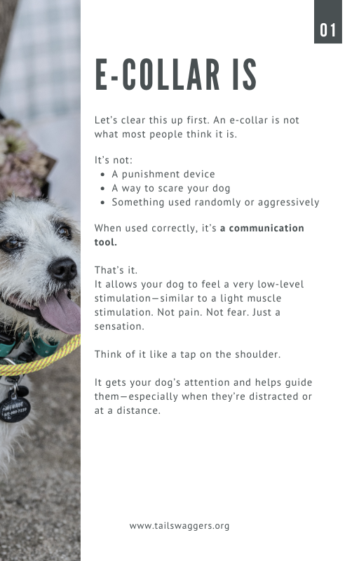 Truth about E-collars-2.png
