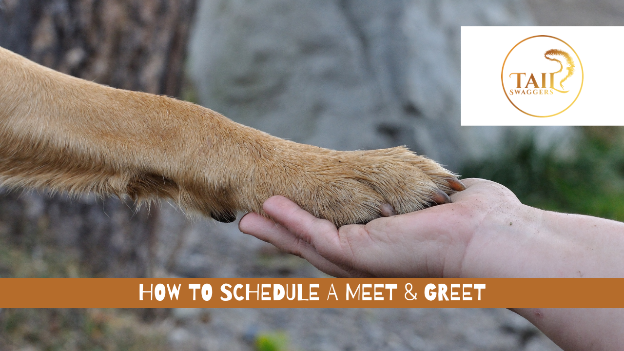 How to Schedule a Meet &amp; Greet