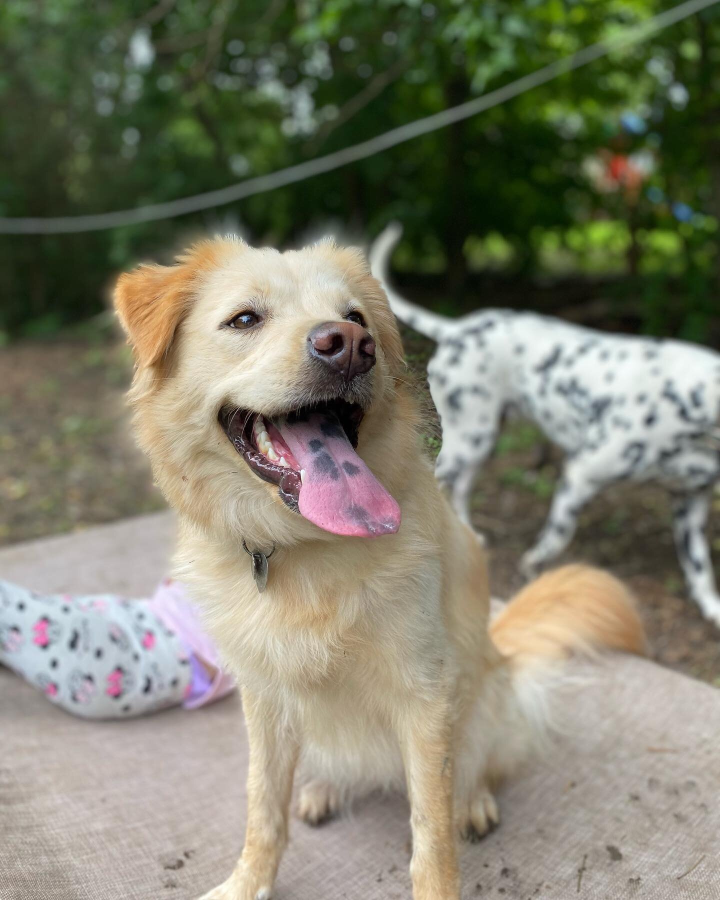 Summer time is here! Is your pup ready for fun??? Whether he/she loves to fetch, run, tug-a-war, or lots of love and attention. We special in it all. 😊🐾

#Tailswaggers #Luxurydaycare #fortworthdogs