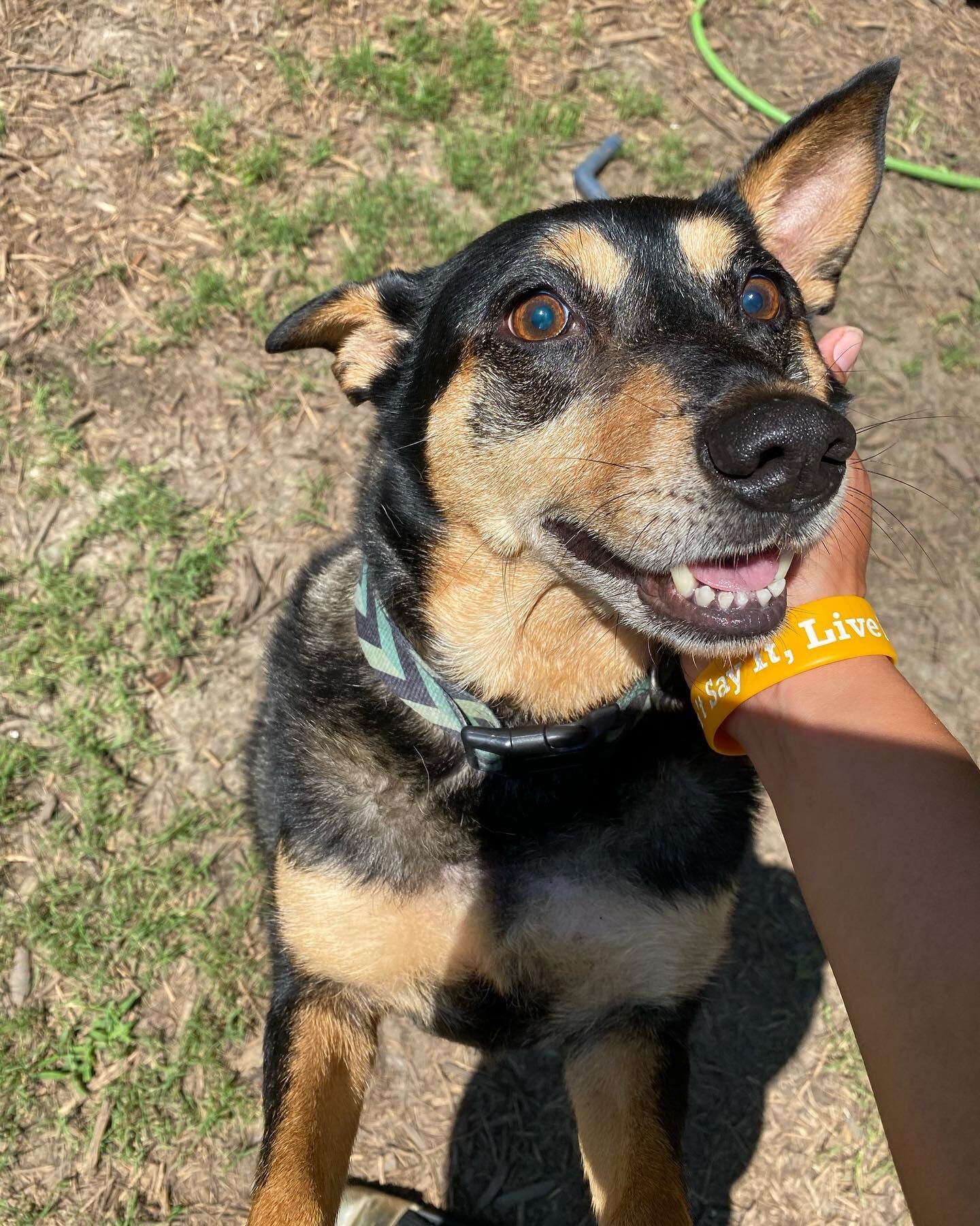 This smile is what we strive for! 😁

#Tailswaggers #Tailwagswag #fortworthdogs #Tailswaggersdaycare #Fortworthdoggiedaycare #Fortworthdogwalks