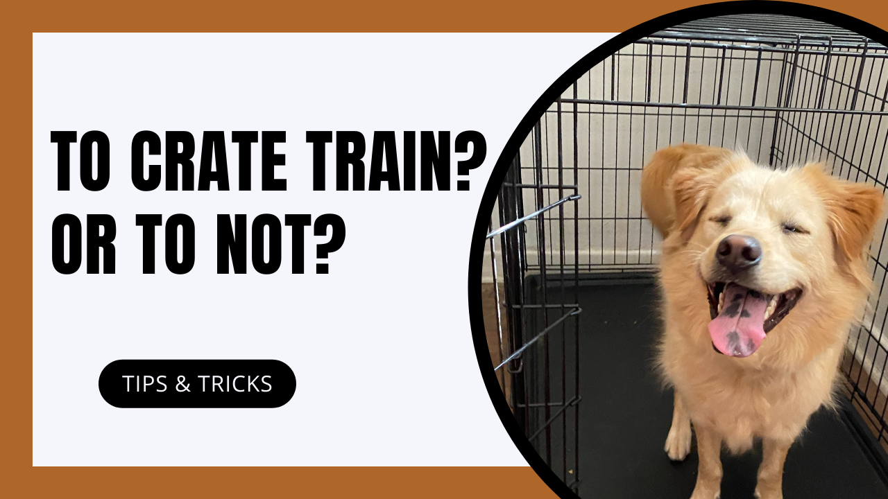 Benefits of Using a Crate